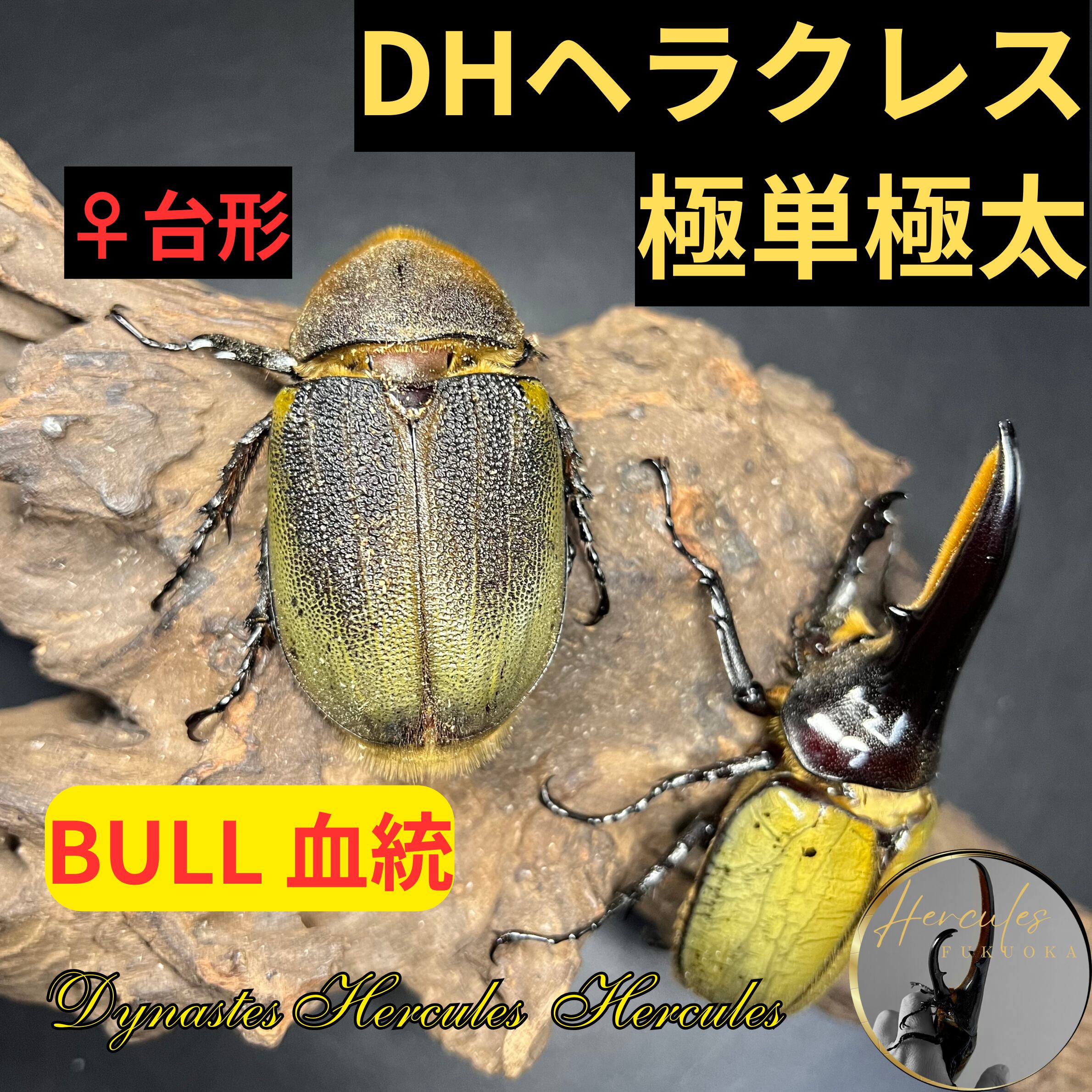 □アクベシアヌス アクベシアヌス ミヤマ 84mmペア ミヤマ クワガタ