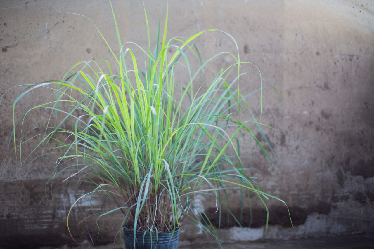 ダーウィニア プロセラ 30.0cmp | ヤマニカナーセリー