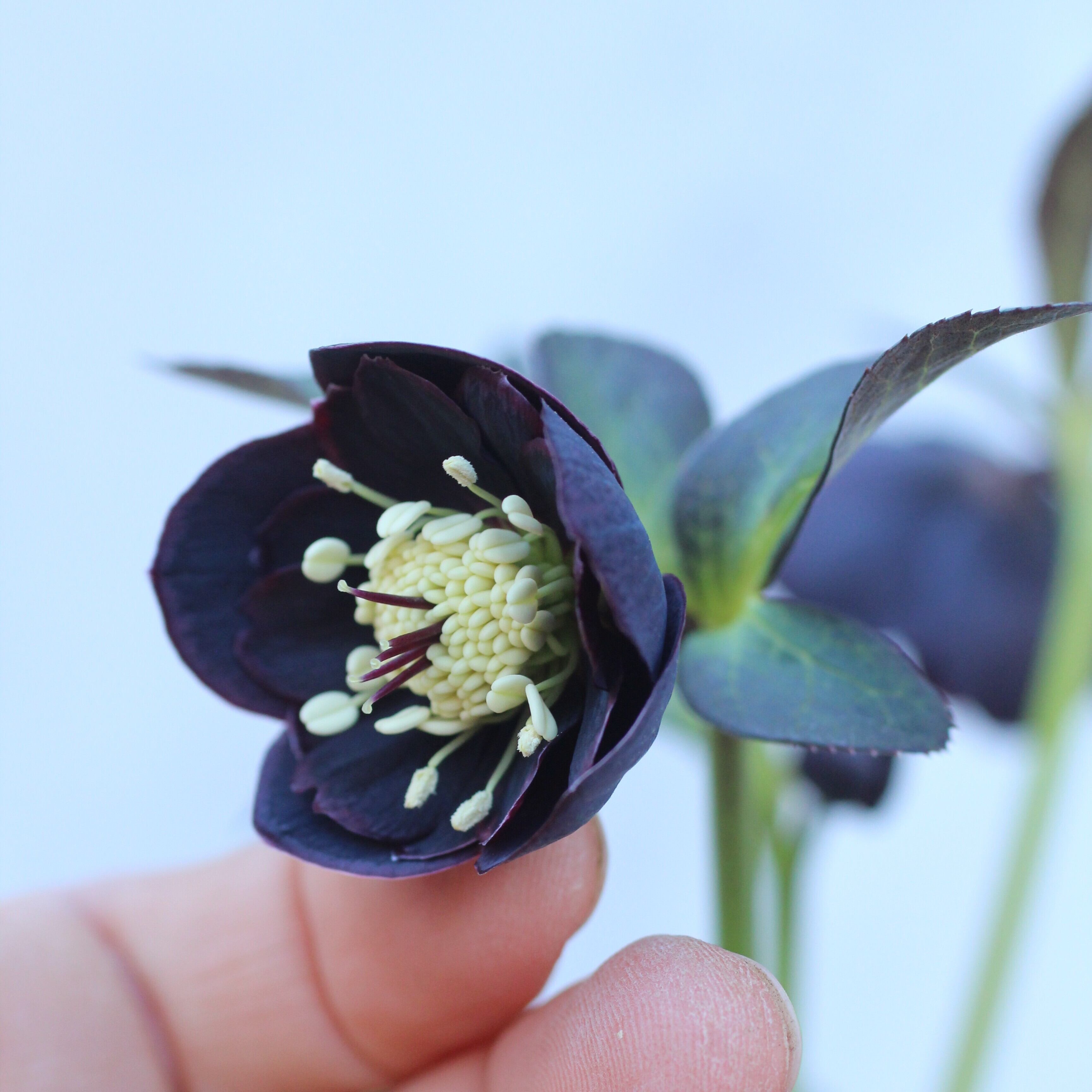 WS26-105 クリスマスローズ ウィンターシンフォニー 小輪系ブラック