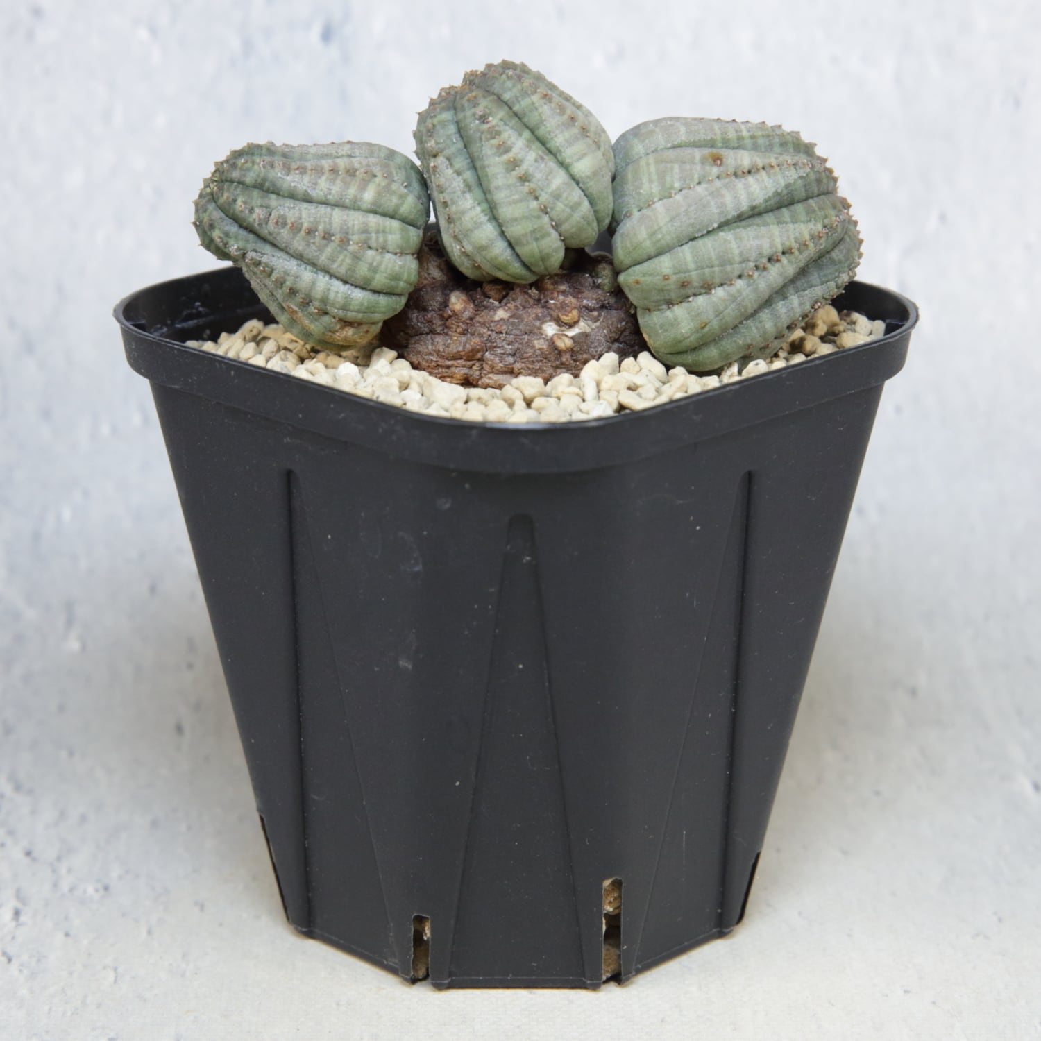 厳選株】成長点潰れ 仔吹き 木質化 オベサ / ユーフォルビア