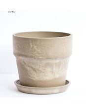 【セットA 巨大株 5種】キャシーズ／マディバ／エボニー 他 ＋ アーバンプランツポット