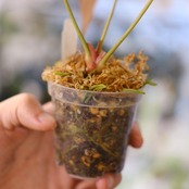 Anthurium Mystic A88 / 'Dorayaki' × 'Redcrystallinum' (NSE)