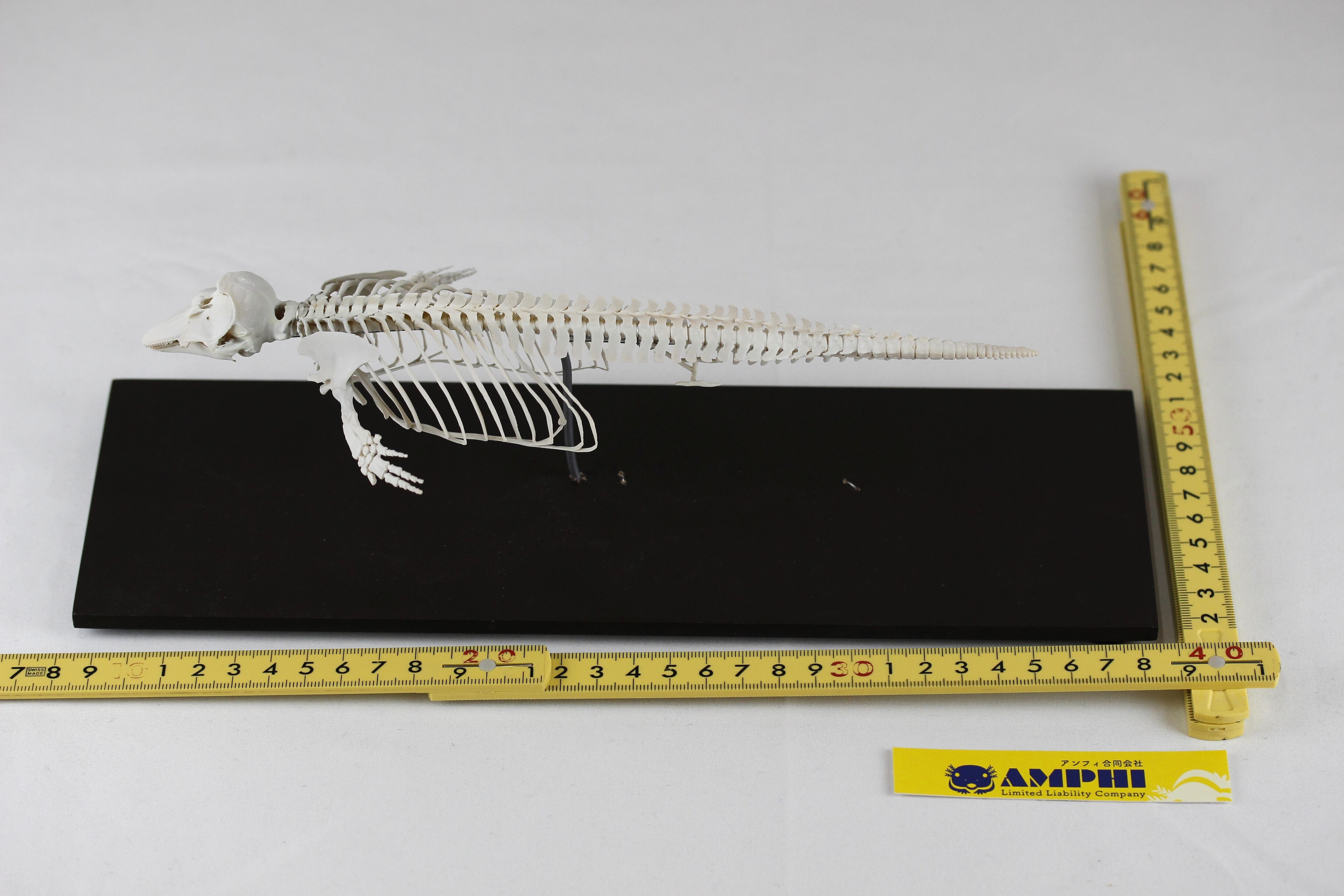 Peronella lesueuri　殻 マッコウクジラ 縮小全身骨格レプリカ Sperm whale, miniature