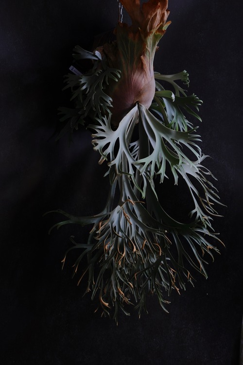 P.Willinckii 月光爪哇 Pups