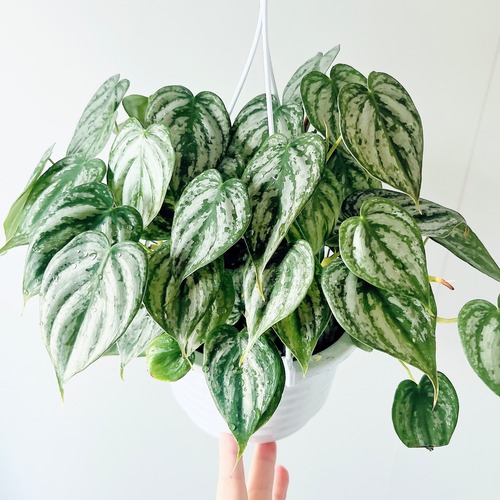 Philodendron brandtianum（フィロデンドロン・ブランドティアナム）