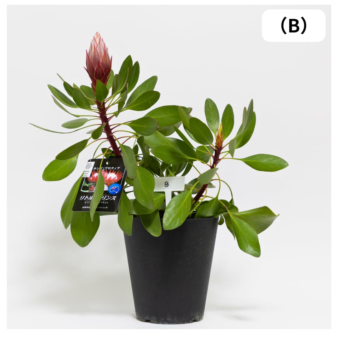 キングプロテア:リトルプリンス (B)5号鉢 キングプロテア 希少 ドライフラワー 庭木 鉢植え オージープランツ