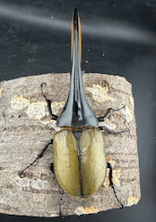 《ヘラクレス・ヘラクレス 153mm ペア》