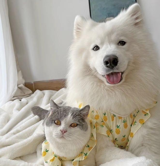 ドッグ 犬 中型犬 小型犬 大型犬 ウェア 室内着 ワンピース インナー 帽子 コスチューム アクセサリー フリルワンピース フレア フリル フルーツ ふりふり パイナップル 薄手 かわいい シンプル カジュアル おしゃれ 個性的 主役級 存在感 ラブリー キュート シンプル フルーツ柄 春 夏 秋 女の子 成犬 子ども デート お出かけ リゾート 旅行 海 プール 休日 散歩 お揃い コーデ XXS XS S M L XL 2XL 3XL 4XL 5XL 小さいサイズ 大きいサイズ イエロー