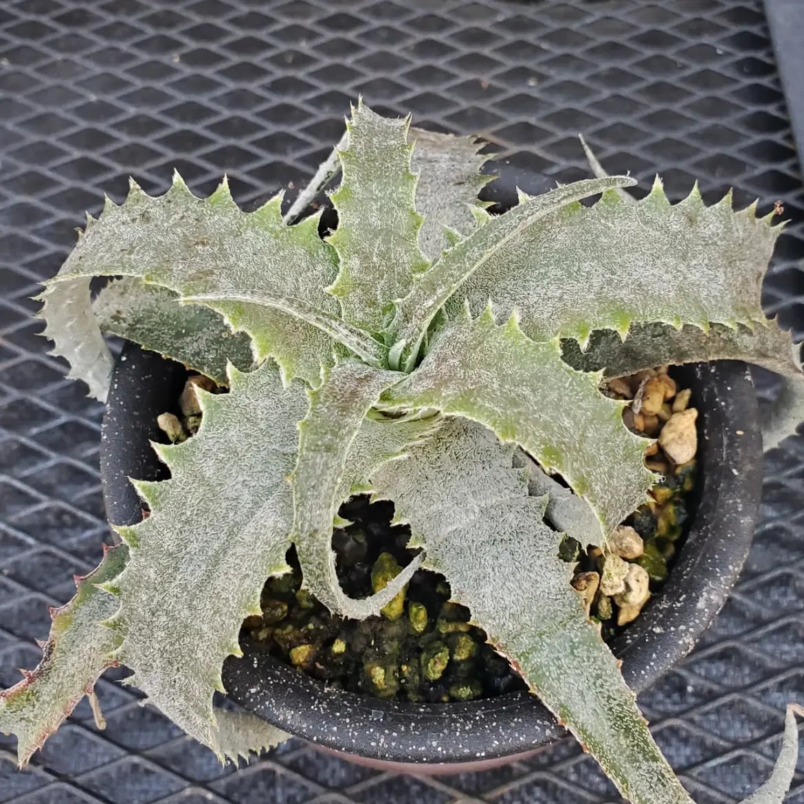 Hechtia（ヘクチア） | レアプランツ通販サイトPlants Maniax