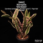 【送料無料】Neoregelia 'Wild Rabbit'〔ネオレゲリア〕現品発送N652