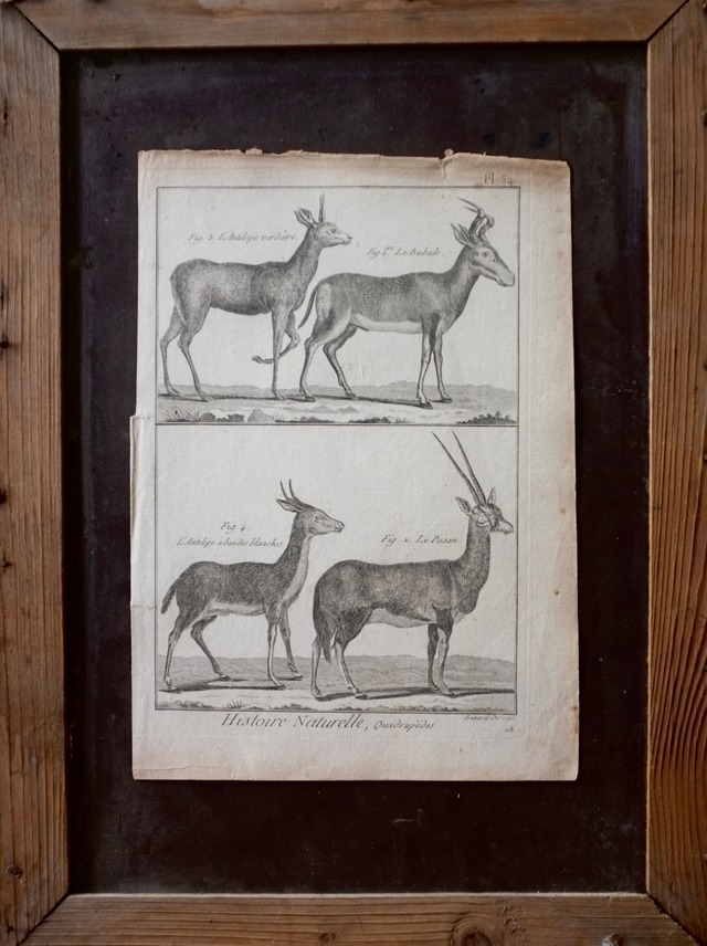 18世紀 France Diderot D'Alembert 稀有な動物の博物画f