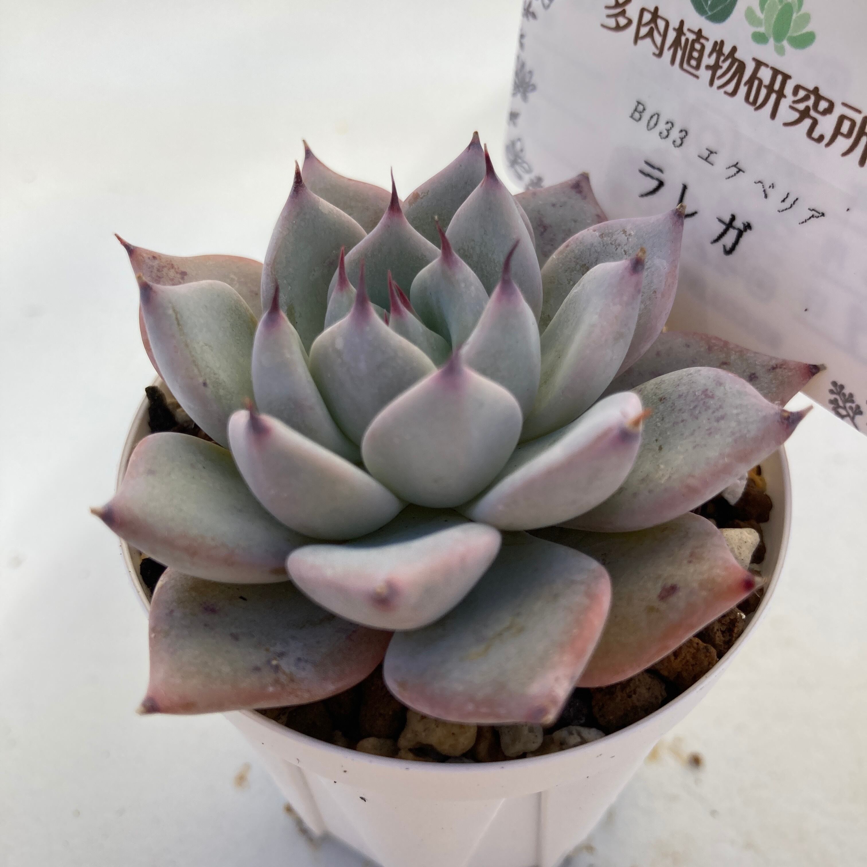 現物商品】ラレガ | 多肉植物研究所