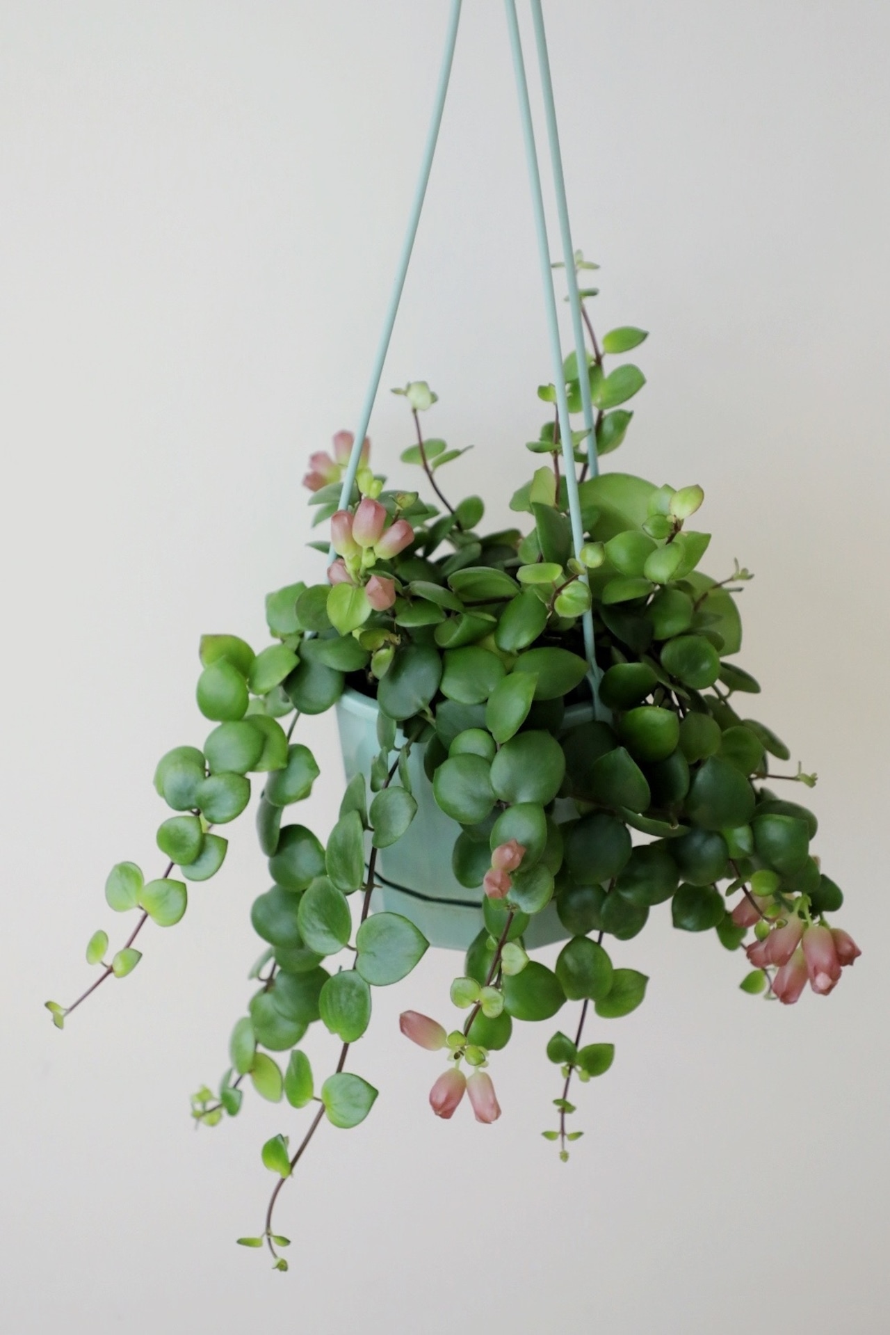 【M】エスキナンサス タイピンク/Aeschynanthus