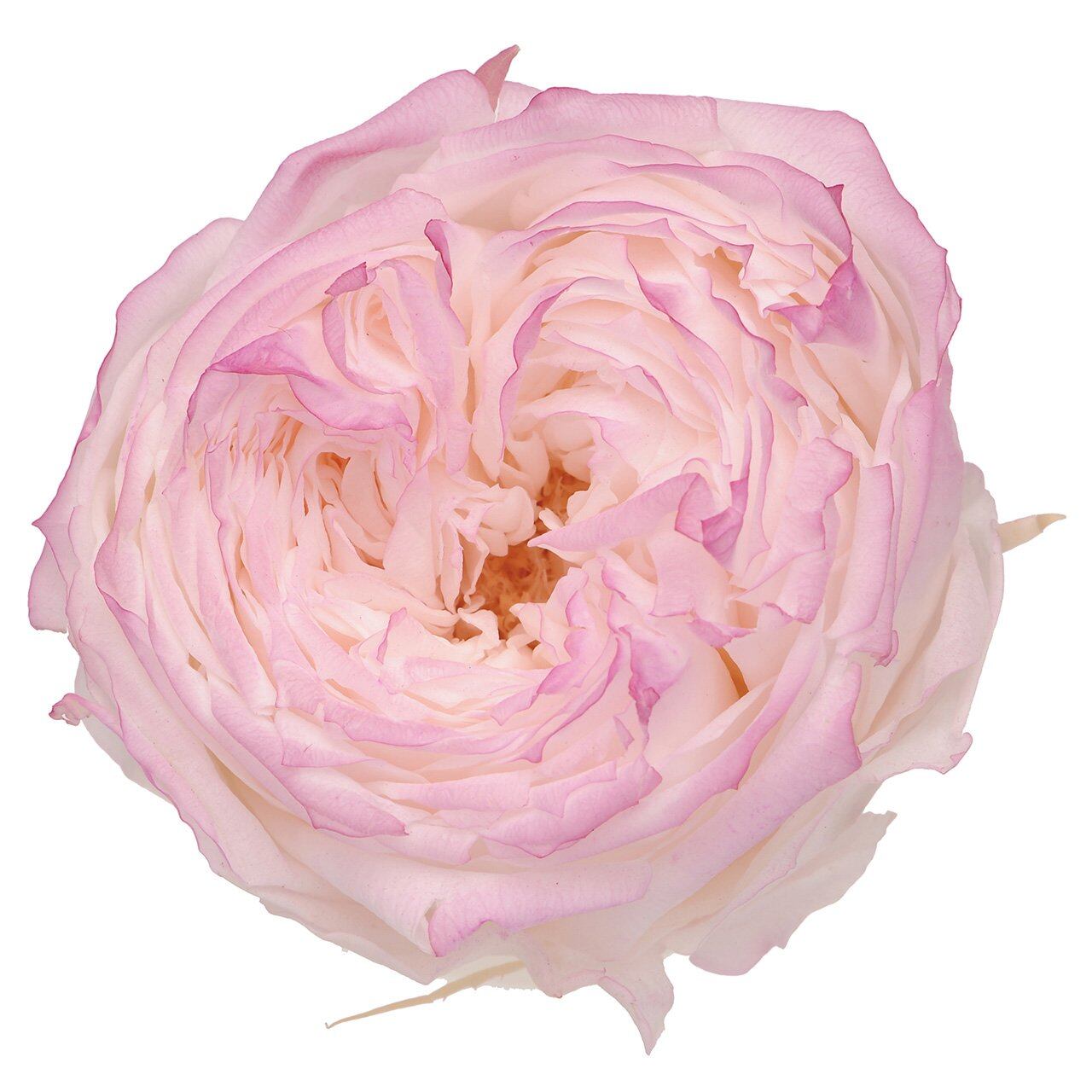 ピンクの芍薬つぼみブーケ〈ブートニア付〉 | PAY ID