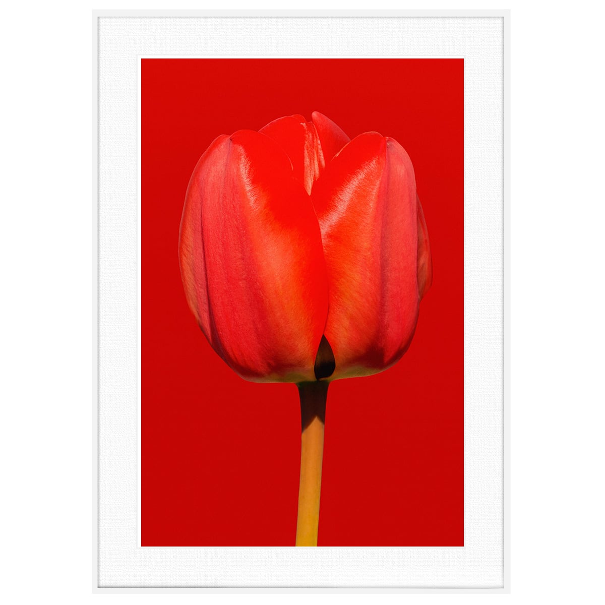 ポスター　横　特寸法　チューリップ　赤い花　額装仕上げ品 ポスター 横 特寸法 チューリップ 赤い花 額装仕上げ品 ポスター 横 特