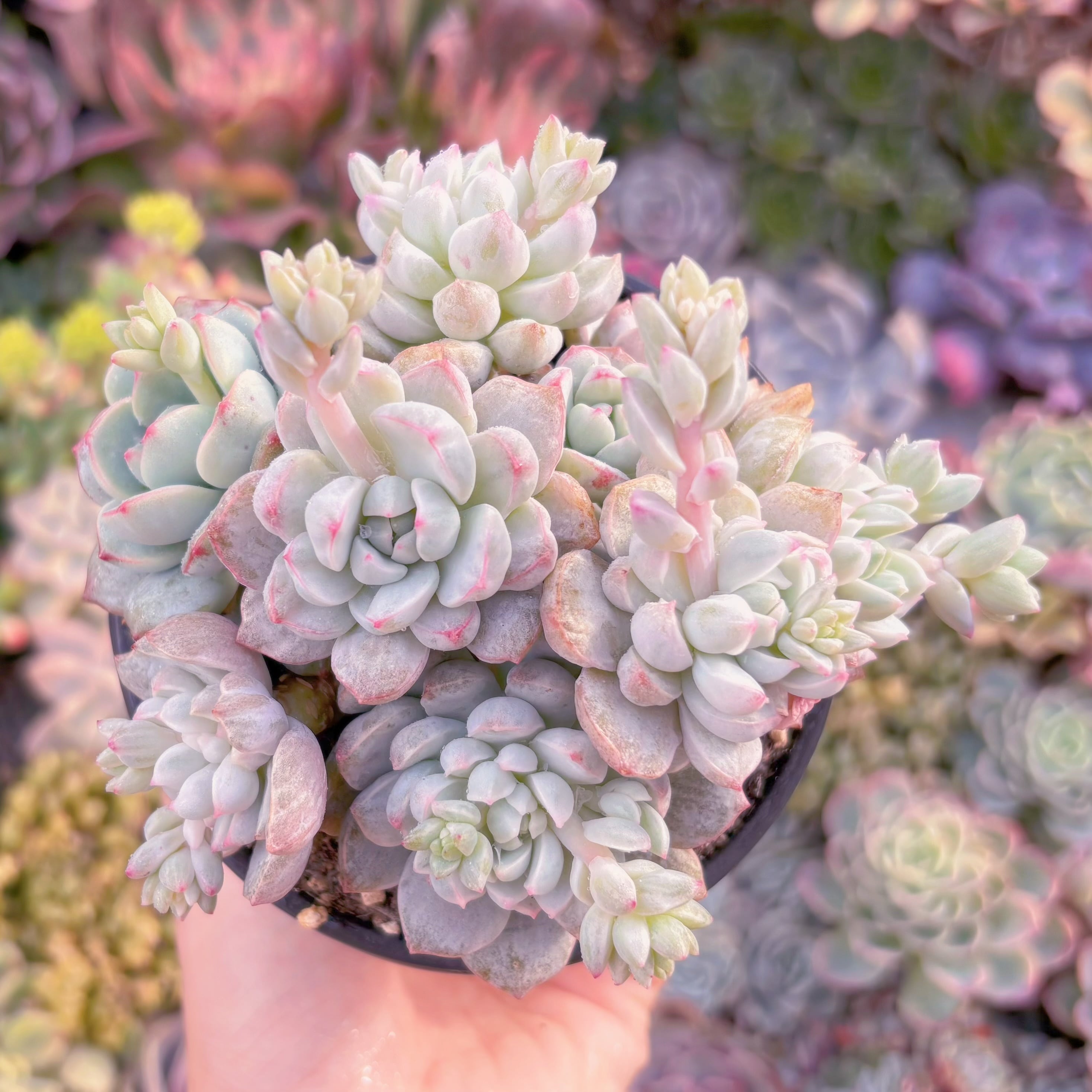 現品　バニラビス錦#514　新入荷　るる農園