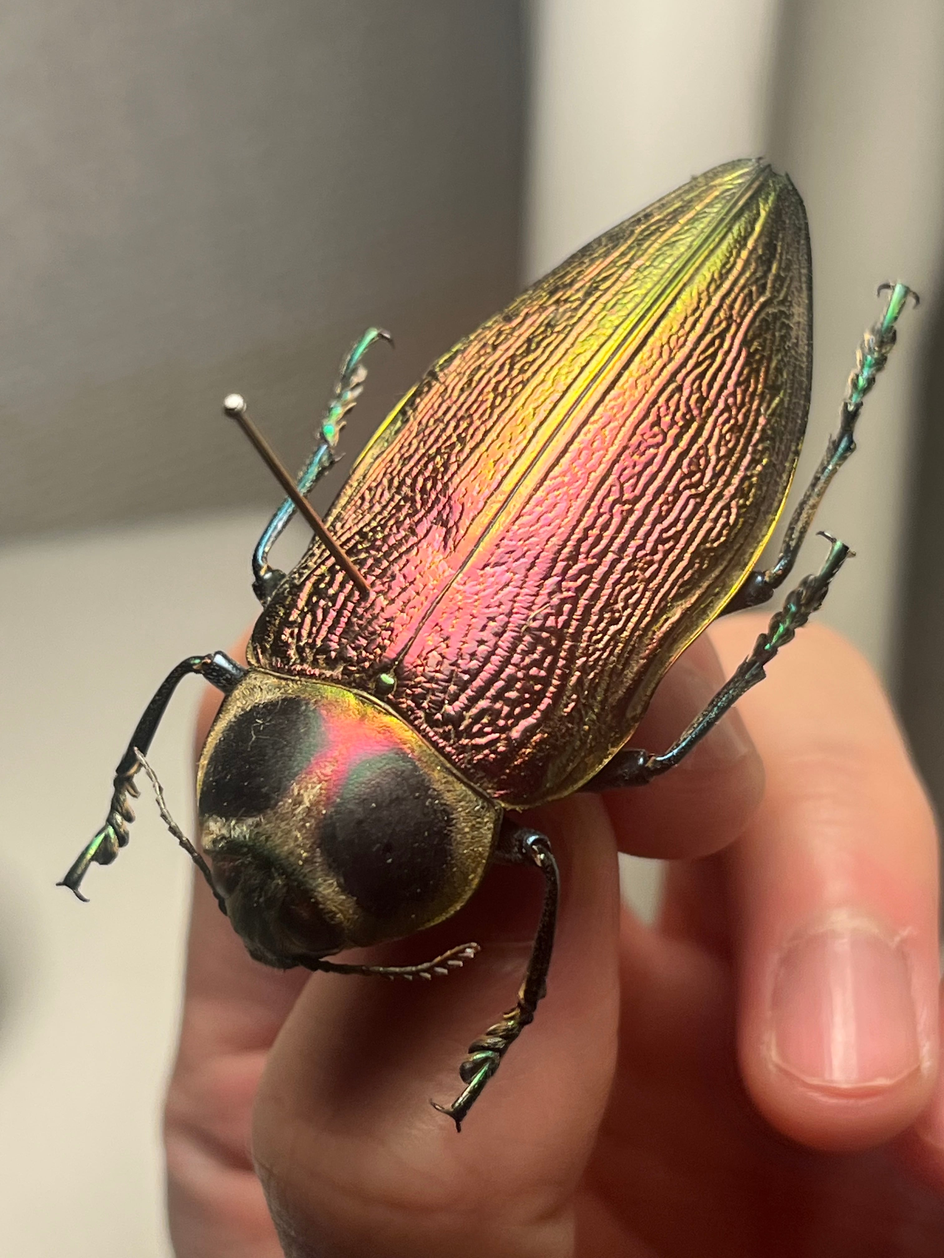 58mm】ナンベイオオタマムシ スハンダエ プラチナコガネ コブハムシ