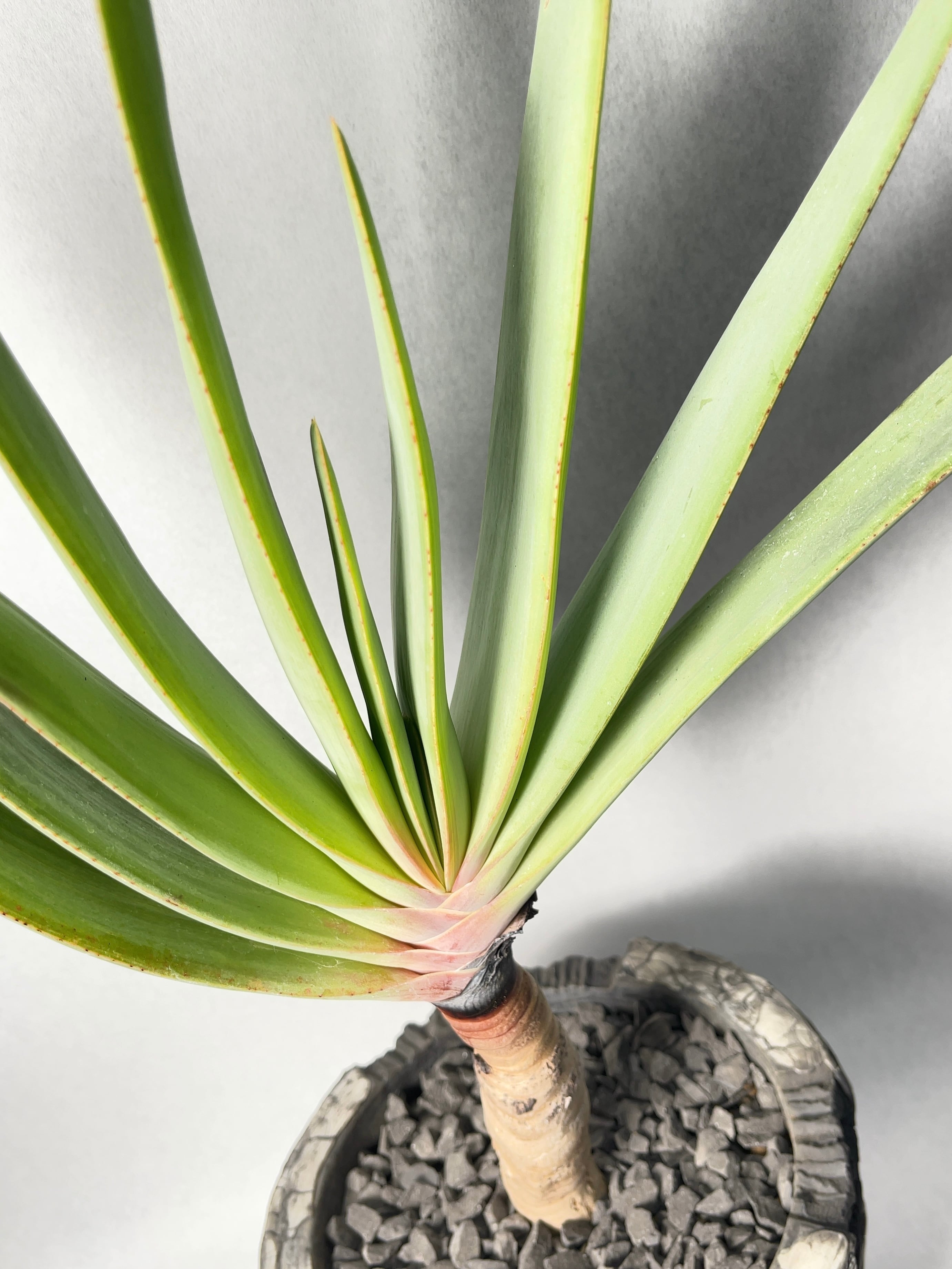 アロエ　クマラ　プリカティリス クマラ・プリカティリス（アロエ・プリカティリス）の基本情報