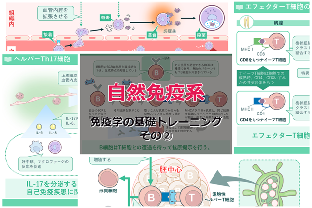 免疫学の基礎トレーニング「免疫の全体像」