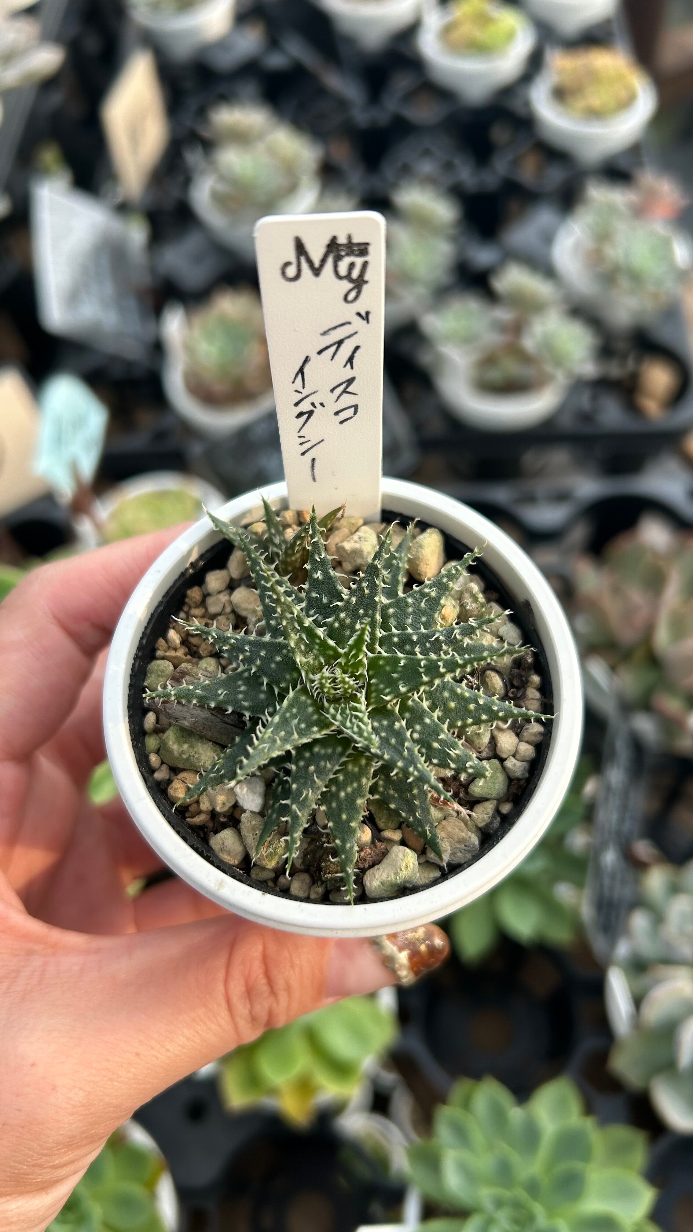 祝宴錦 多肉植物 ハオルチア 安心の生産ポットそのまま販売（8個選ん