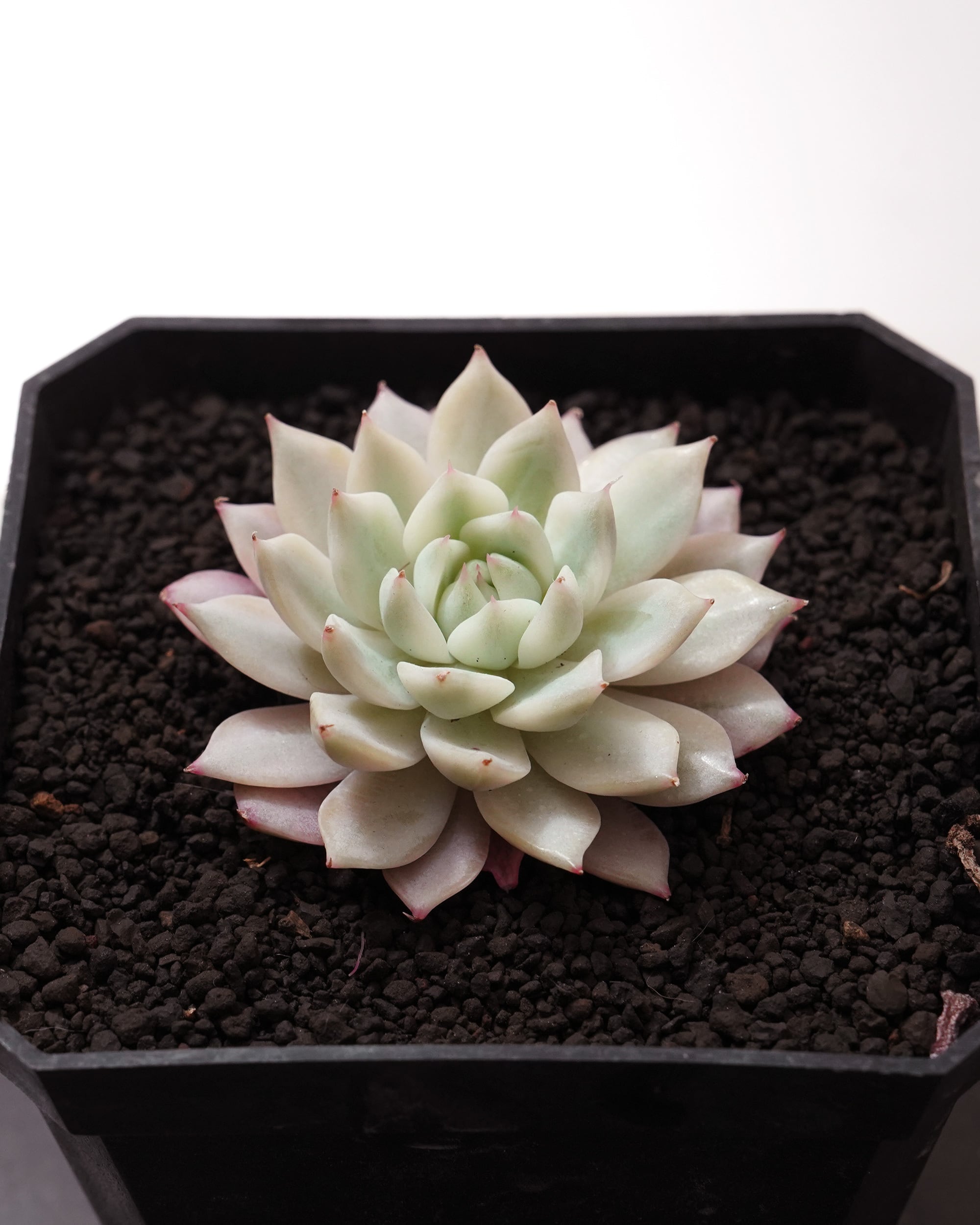 レア度で選ぶ | PUKUBOOK SUCCULENTS