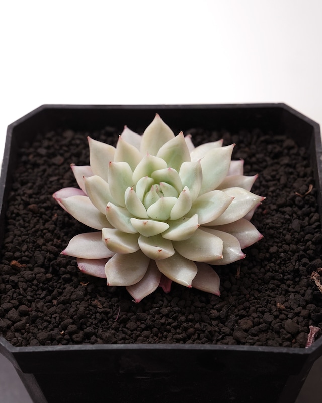 発根済カット苗 プリズム錦 Echeveria 'Prism' Variegated 発根済カット苗 プリズム錦 Echeveria 'Prism' Variegated