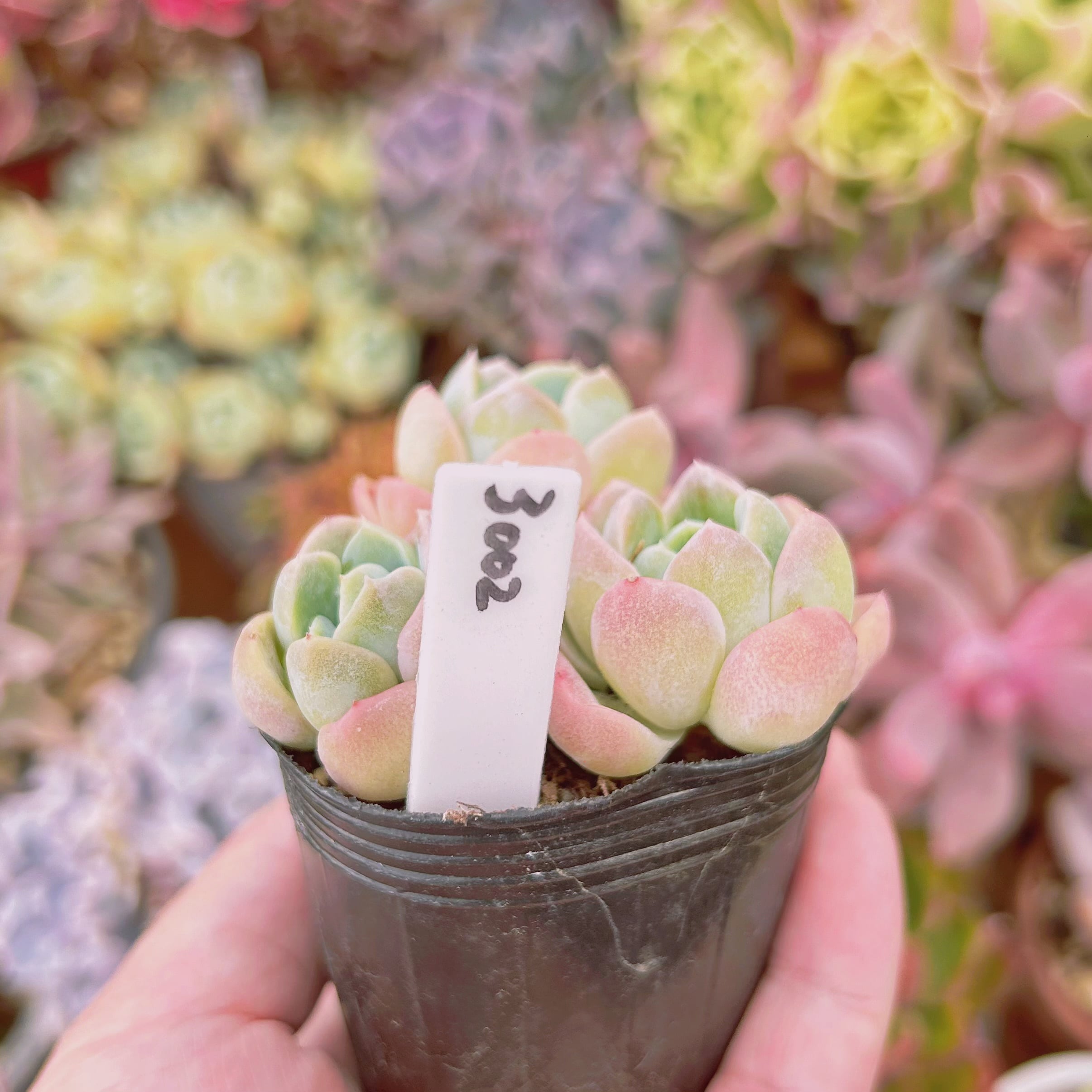 3002現物 多肉植物 苺大福 | るる農園~多肉植物専門