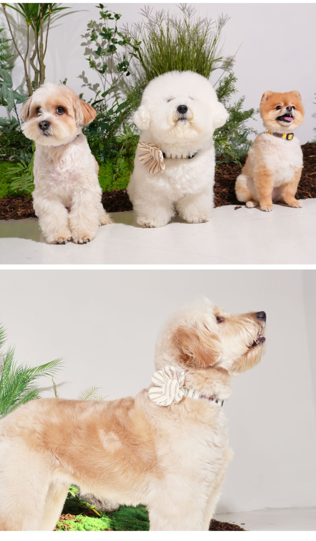 【PUPPYGALLERY公式】ストライプデイジー首輪 XS-S