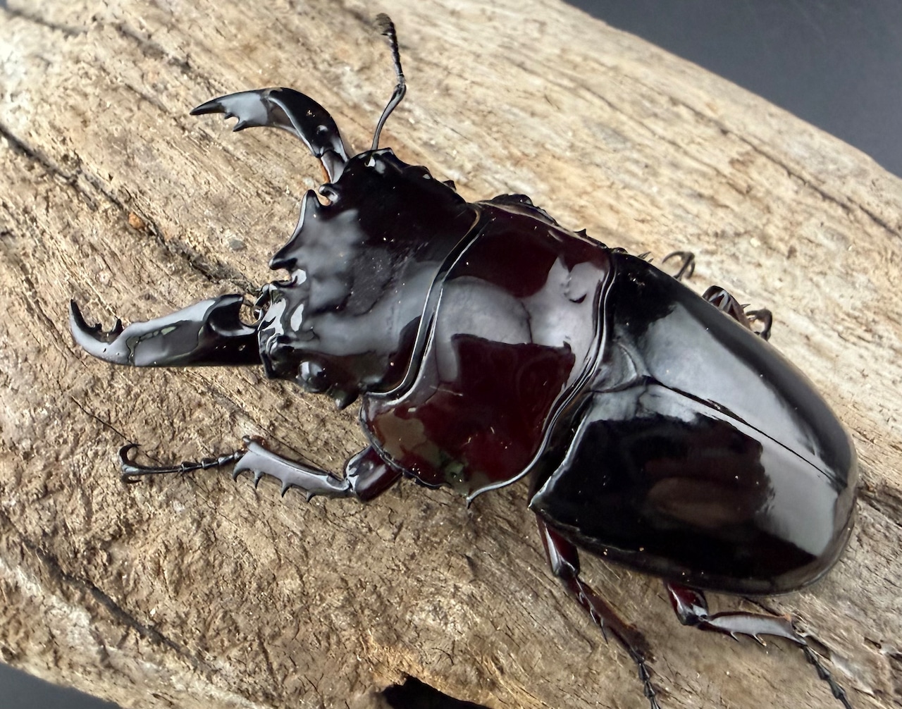 【赤目】《赤レギウスオオツヤクワガタ 70mm ♂単》