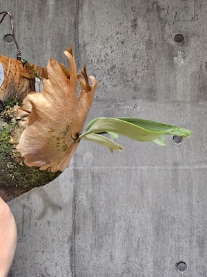 P. Willinckii cv. Beautivar  (pup) 【artPLANTs/PLANTS GARAGE】ビカクシダ/Platycerium