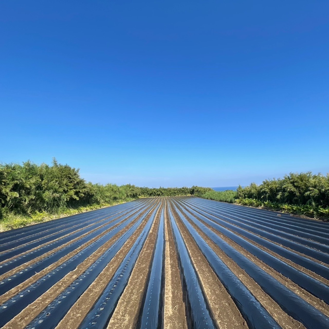 新じゃが SML 10kg(箱別)・画像7