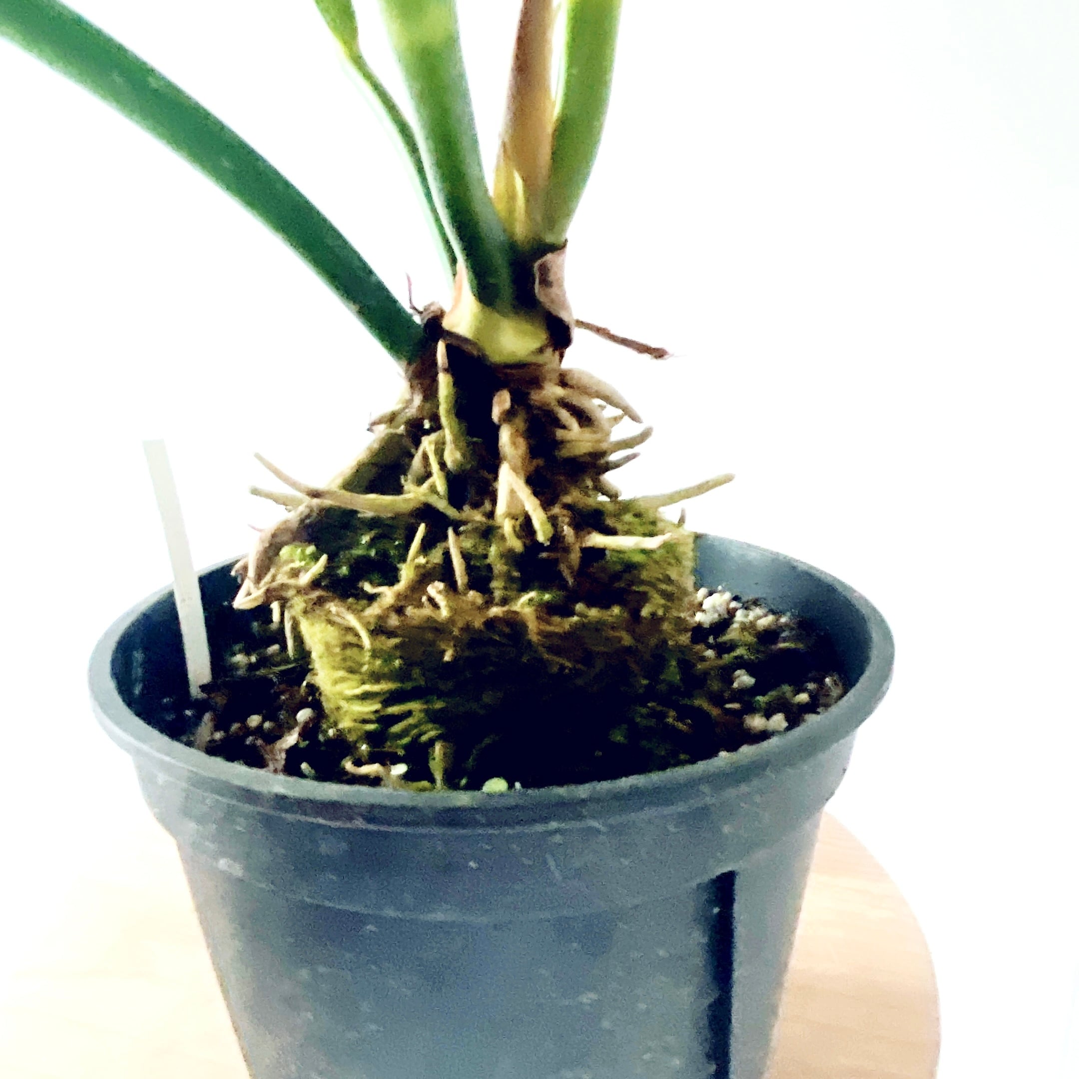 ゆったり癒しの アンスリウムフーケリー 5号鉢 観葉植物 calm cafe ゆったり癒しの アンスリウムフーケリー 5号鉢 観葉植物 calm cafe