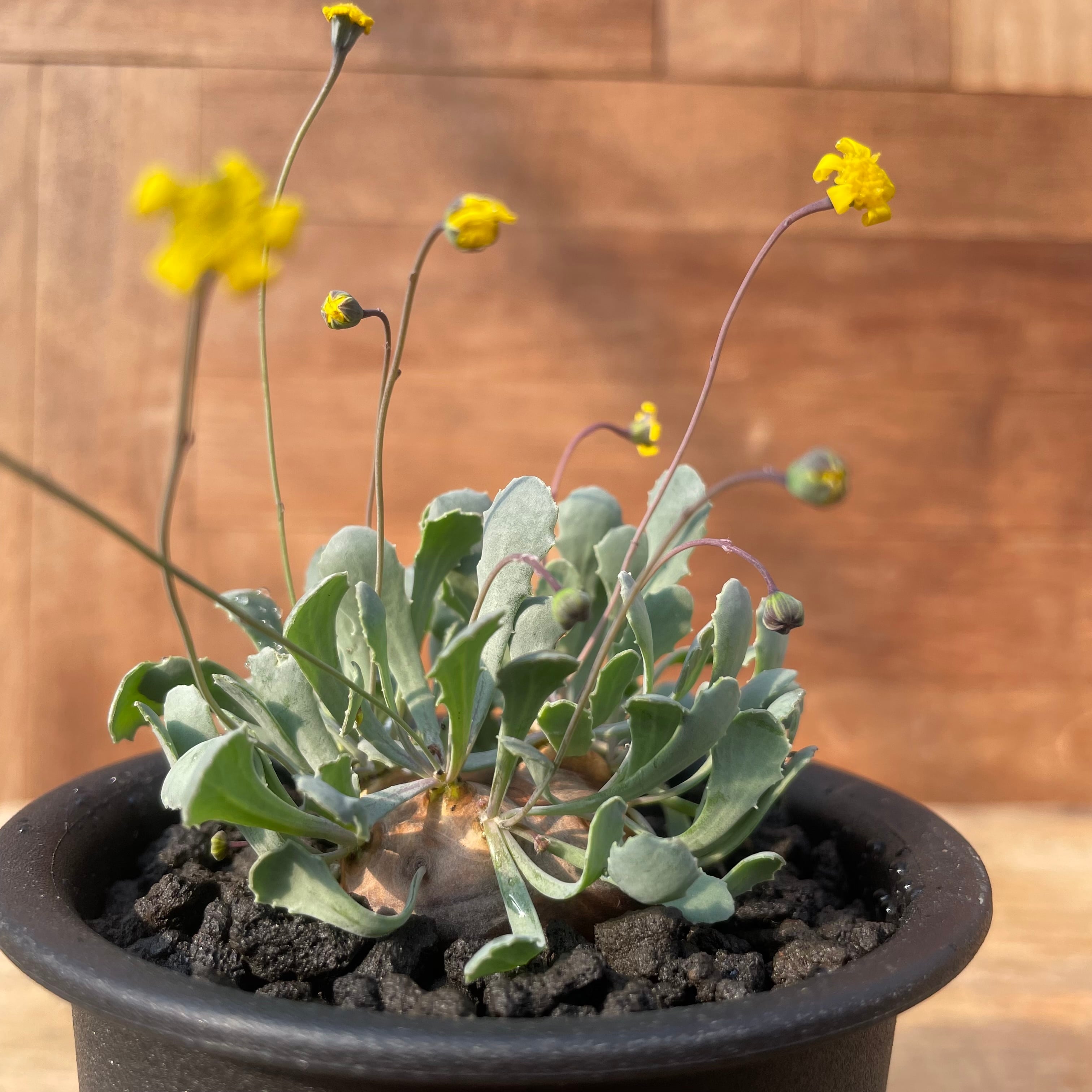 No.857 塊根植物 Othonna cacalioidesオトンナ・カカリオイデス 大株