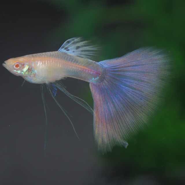 【1点物】RREAラズリーピンクテールリボン　1カルテット(国産グッピー)