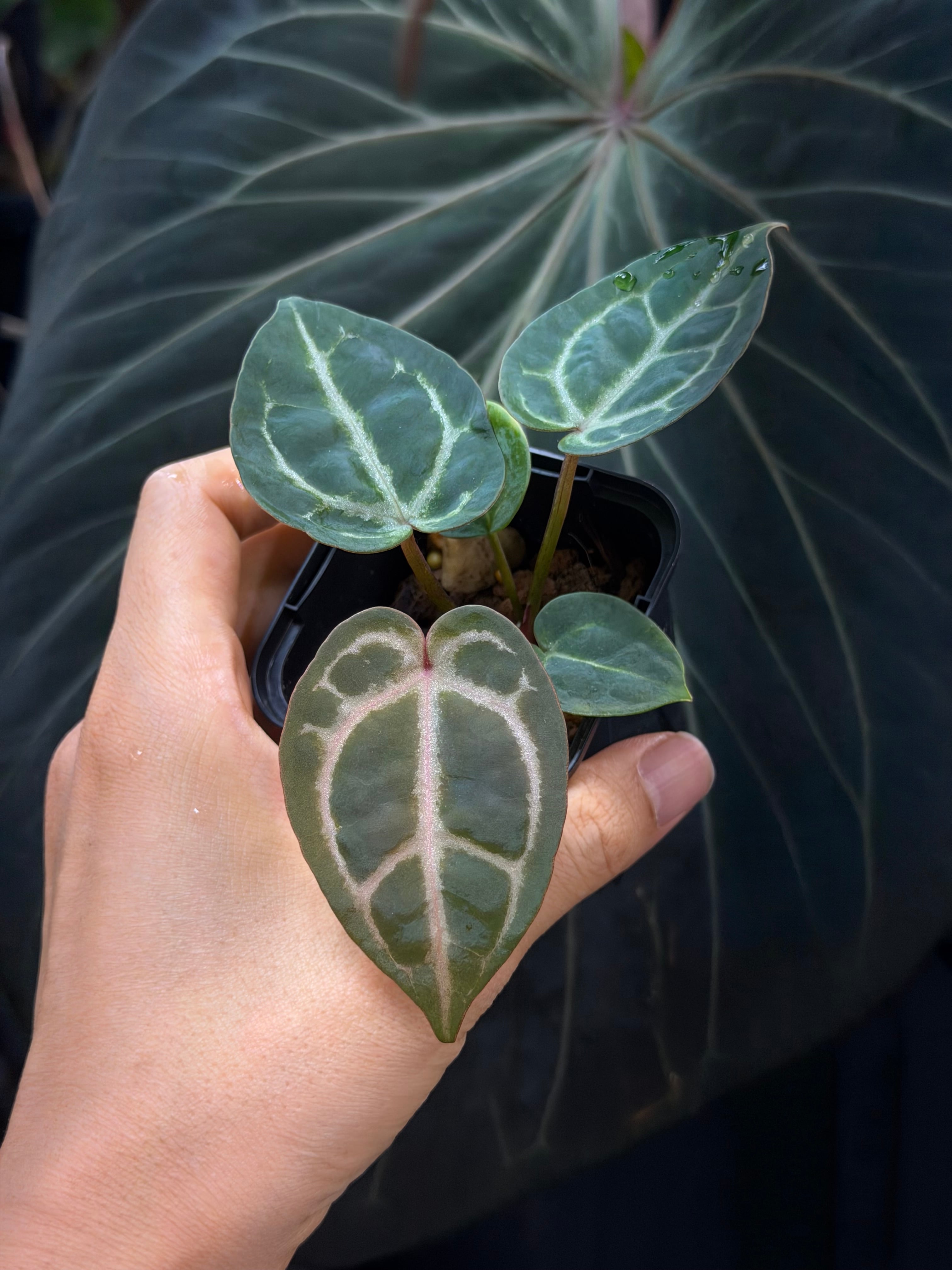 anthuroom