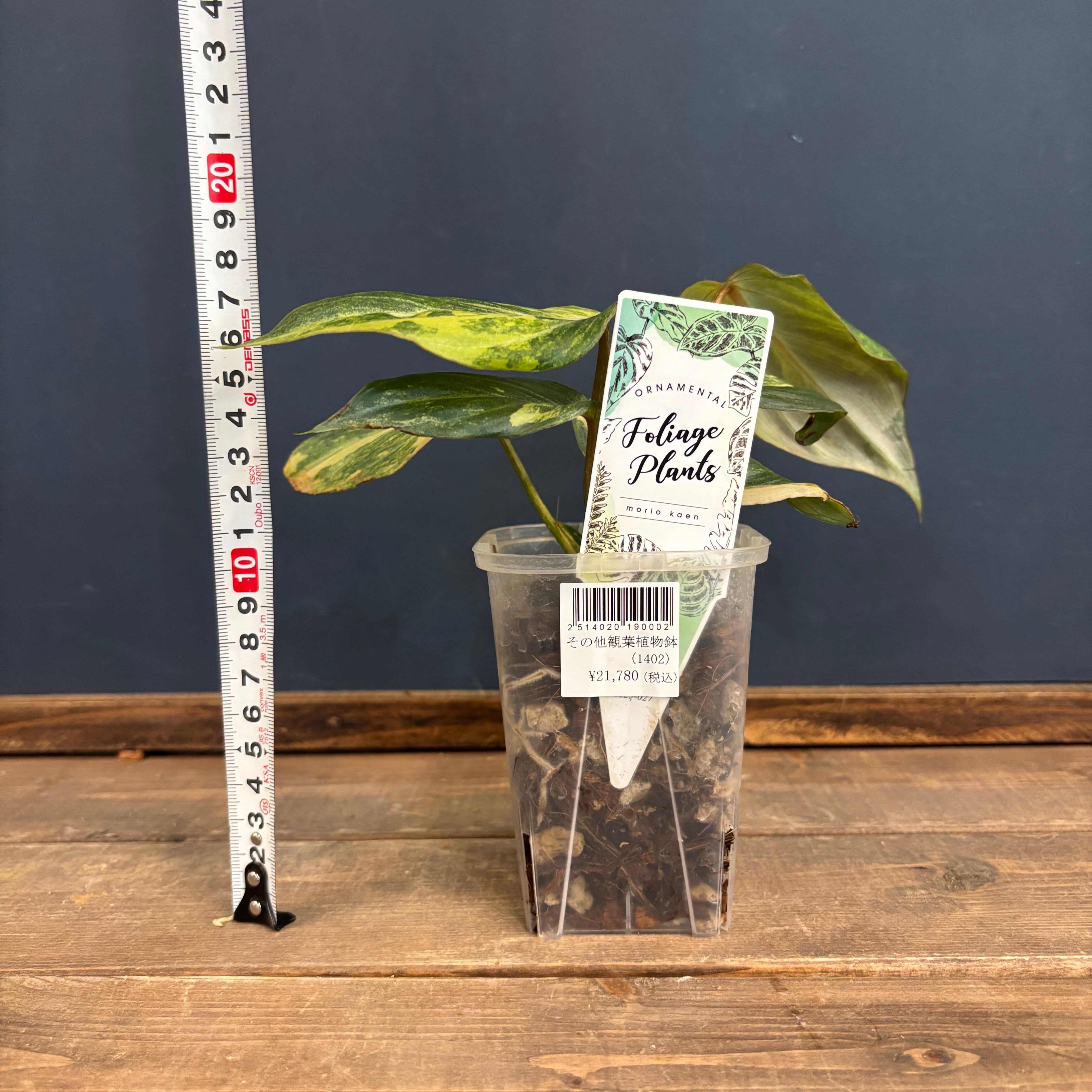 フィロデンドロン グロリオーサム 斑入り【865】 | PROTOLEAF プロトリーフ