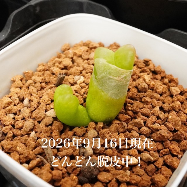 脱皮する姿も楽しもう【コノフィツム・マウガニー】Conophytum mauganii　人気