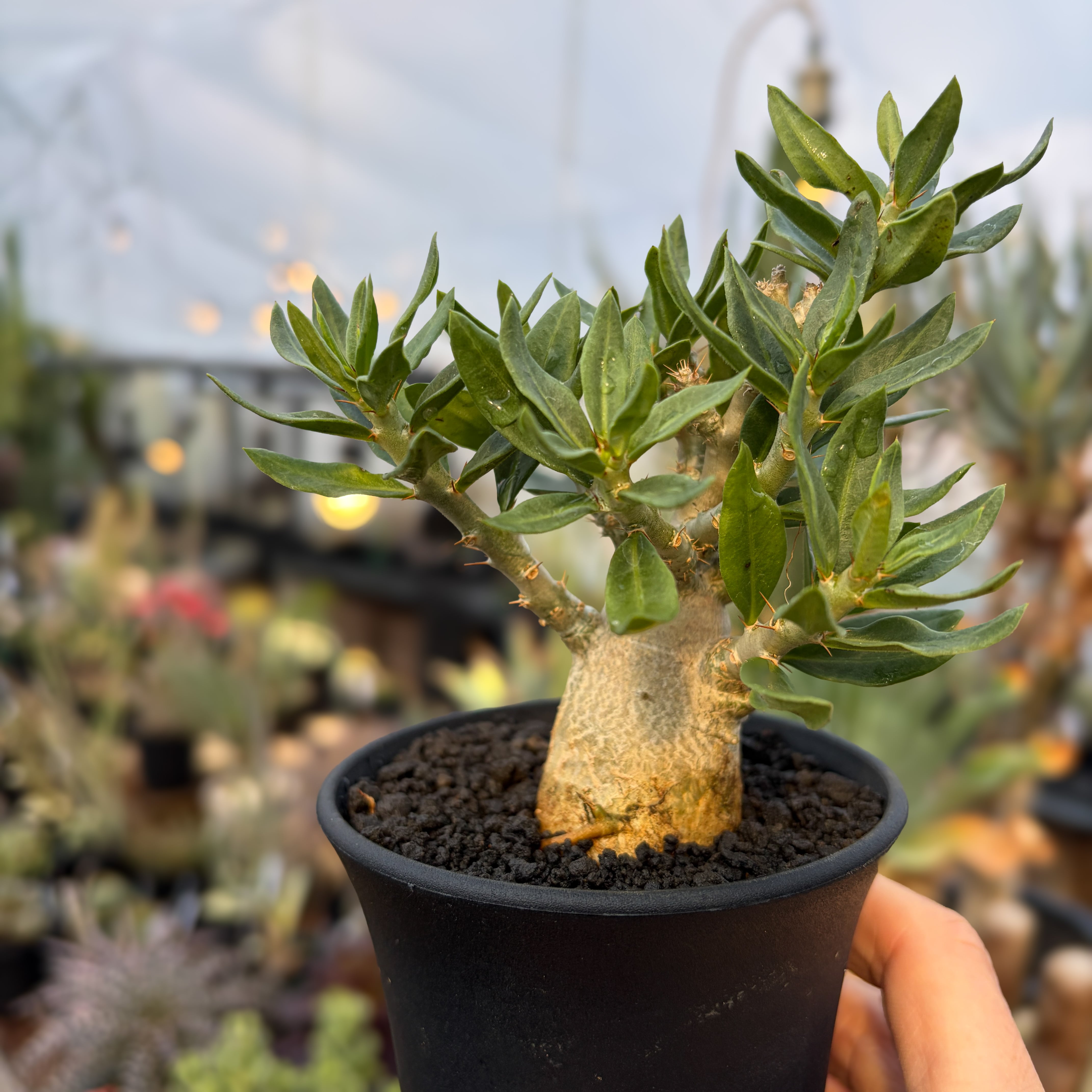 Pachypodium bispinosum【パキポディウム・ビスピノーサム・実生