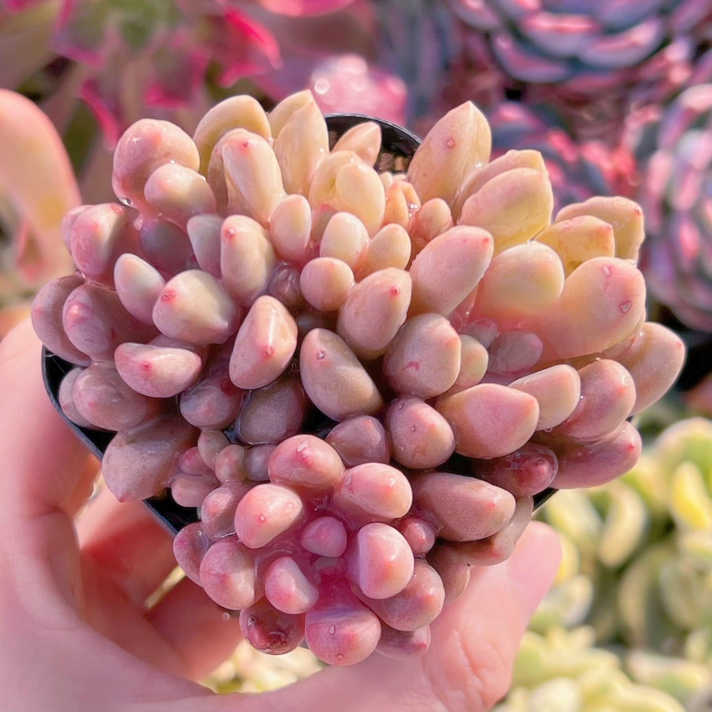 現品　ルビードナx紅トンボ #1115   群生　るる農園