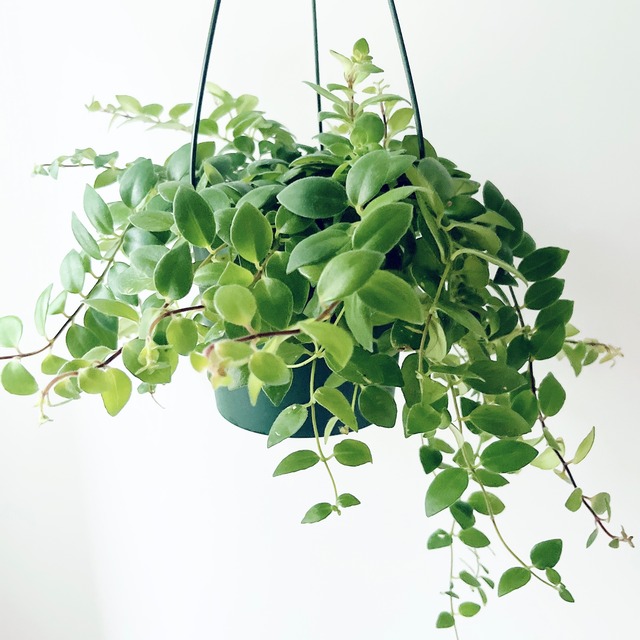 《暑さに強い》リプサリス エリプティカ ハンギング 観葉植物 calm cafe