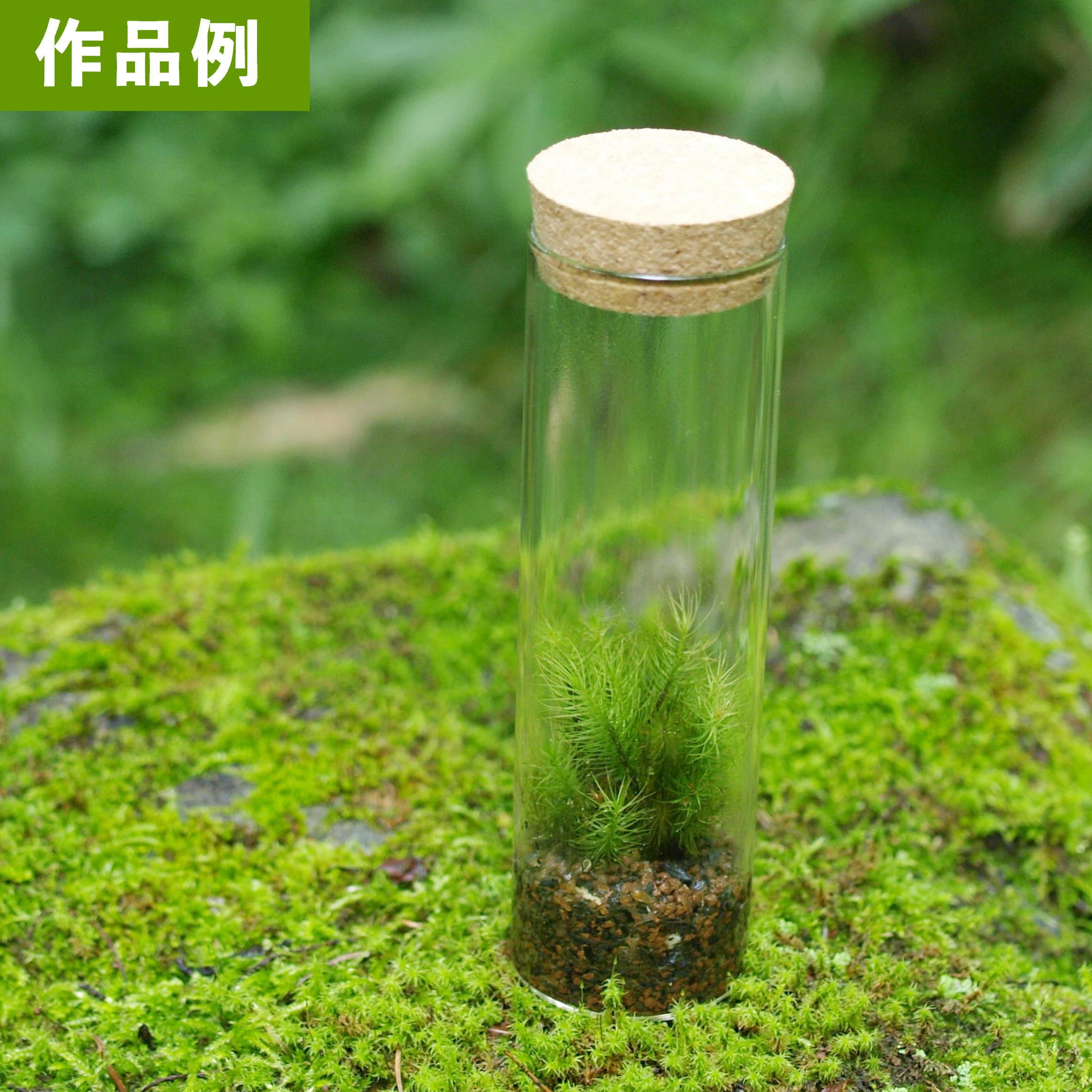 テラリウム・スパイス・ドライフラワーに】試験管 コルク栓付(直径