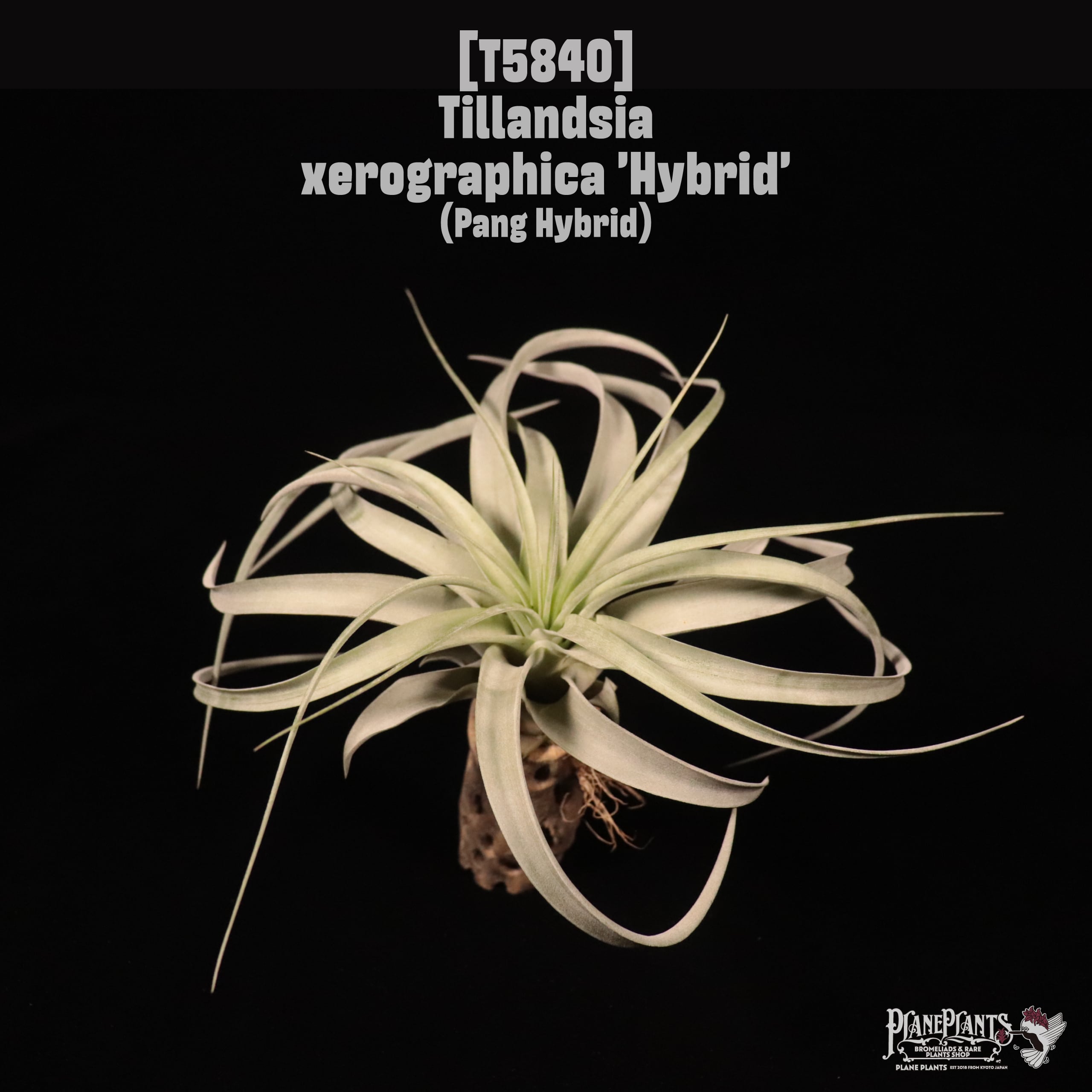 【reserved】xerographica 'Hybrid' (Pang Hybrid)〔ティランジア〕T5840