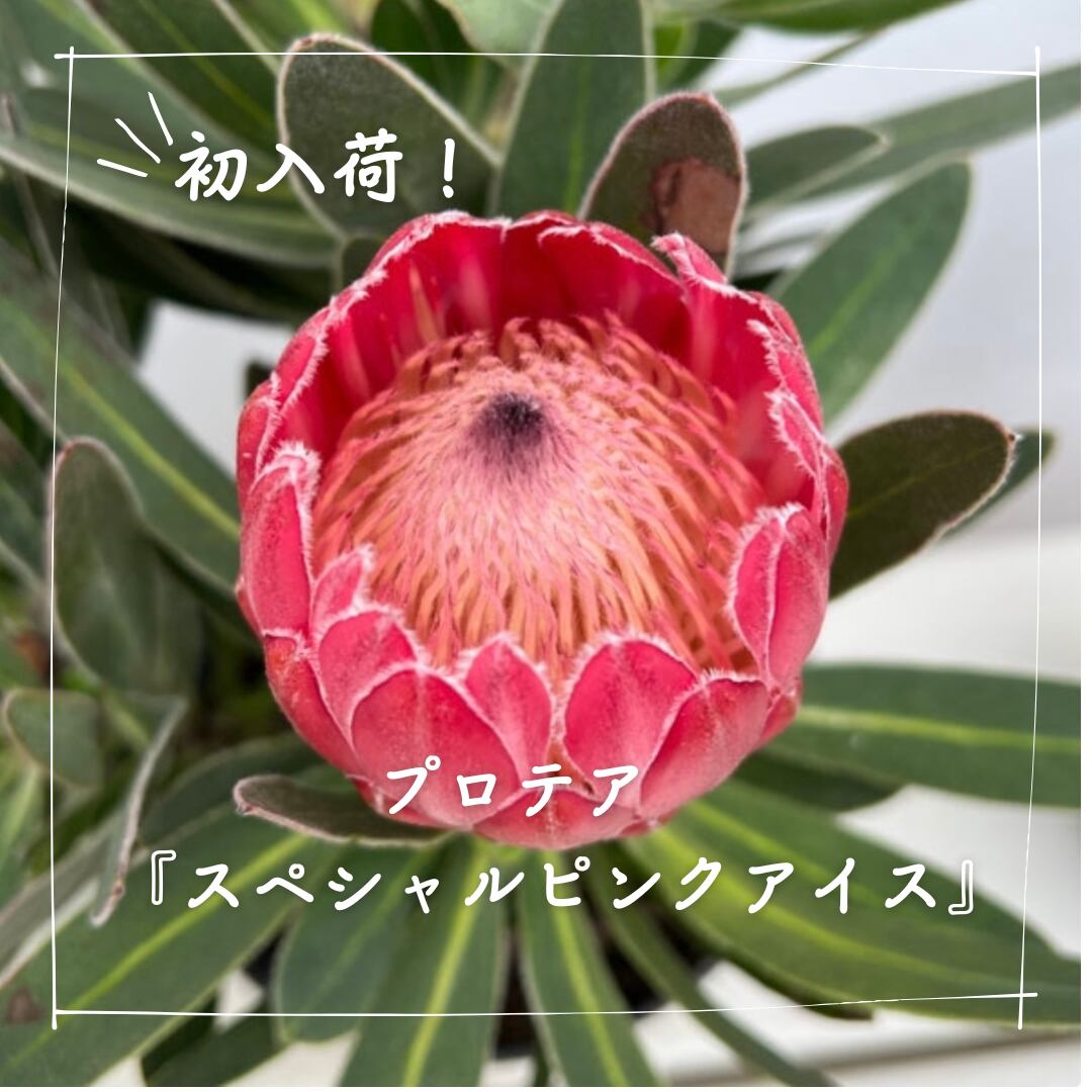 プロテア スペシャル ピンクアイス 幹太 大株 オージープランツ 【公式