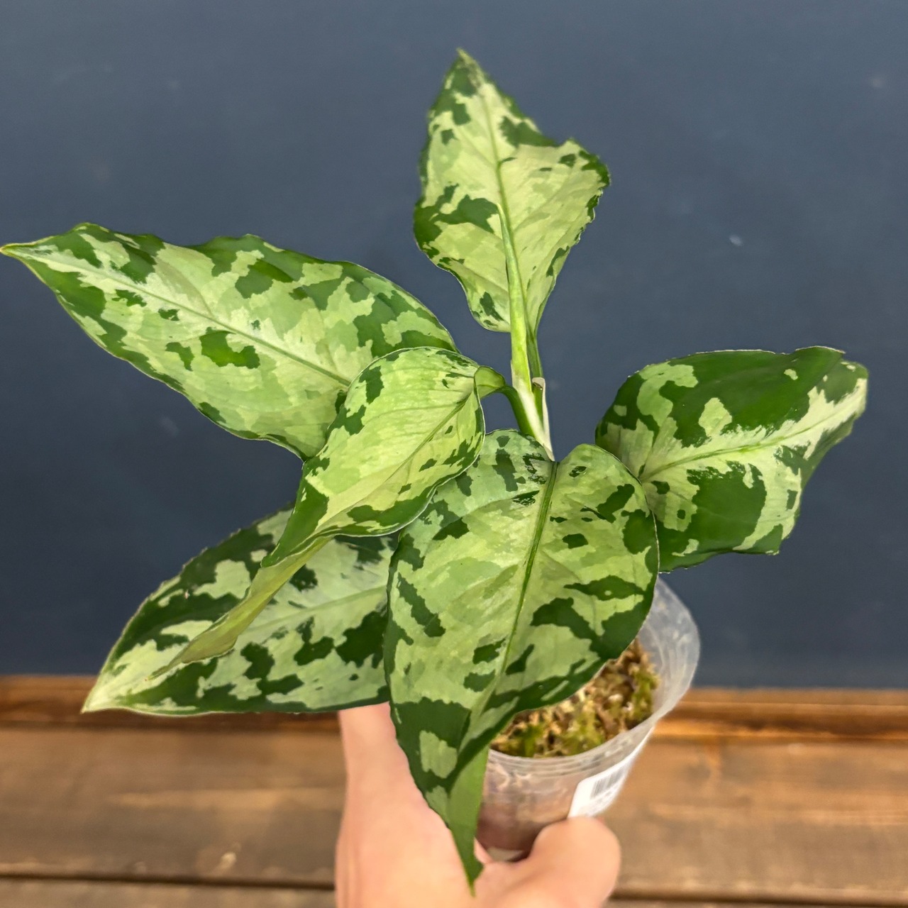 アグラオネマ ピクタム トリカラー ブラック【327】