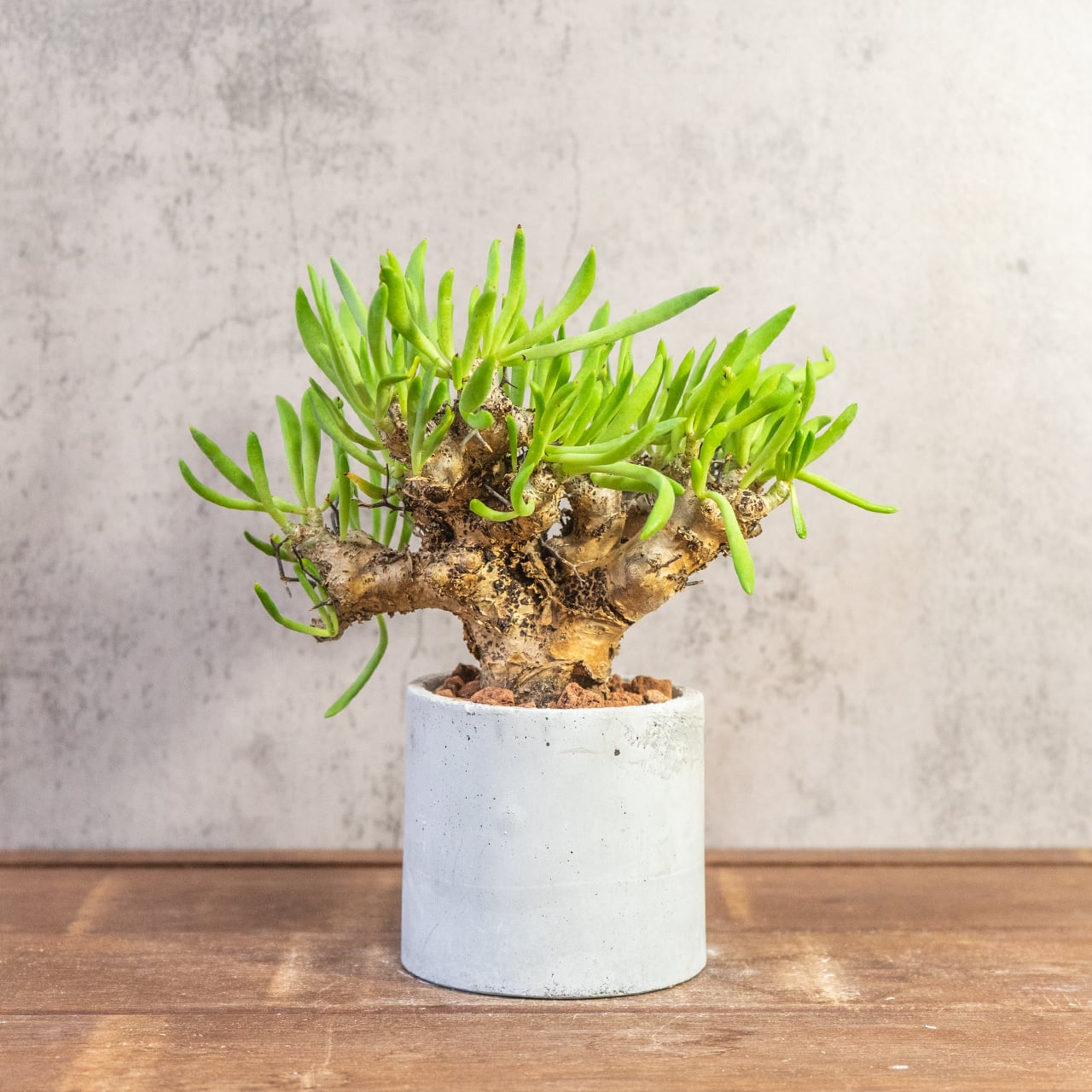 万物想 チレコドン・レティキュラーツス 塊根植物 コーデックス 乾きやすい用土を使用 根腐れ防止 育成初心者にもおすすめの1株|虫発生抑制