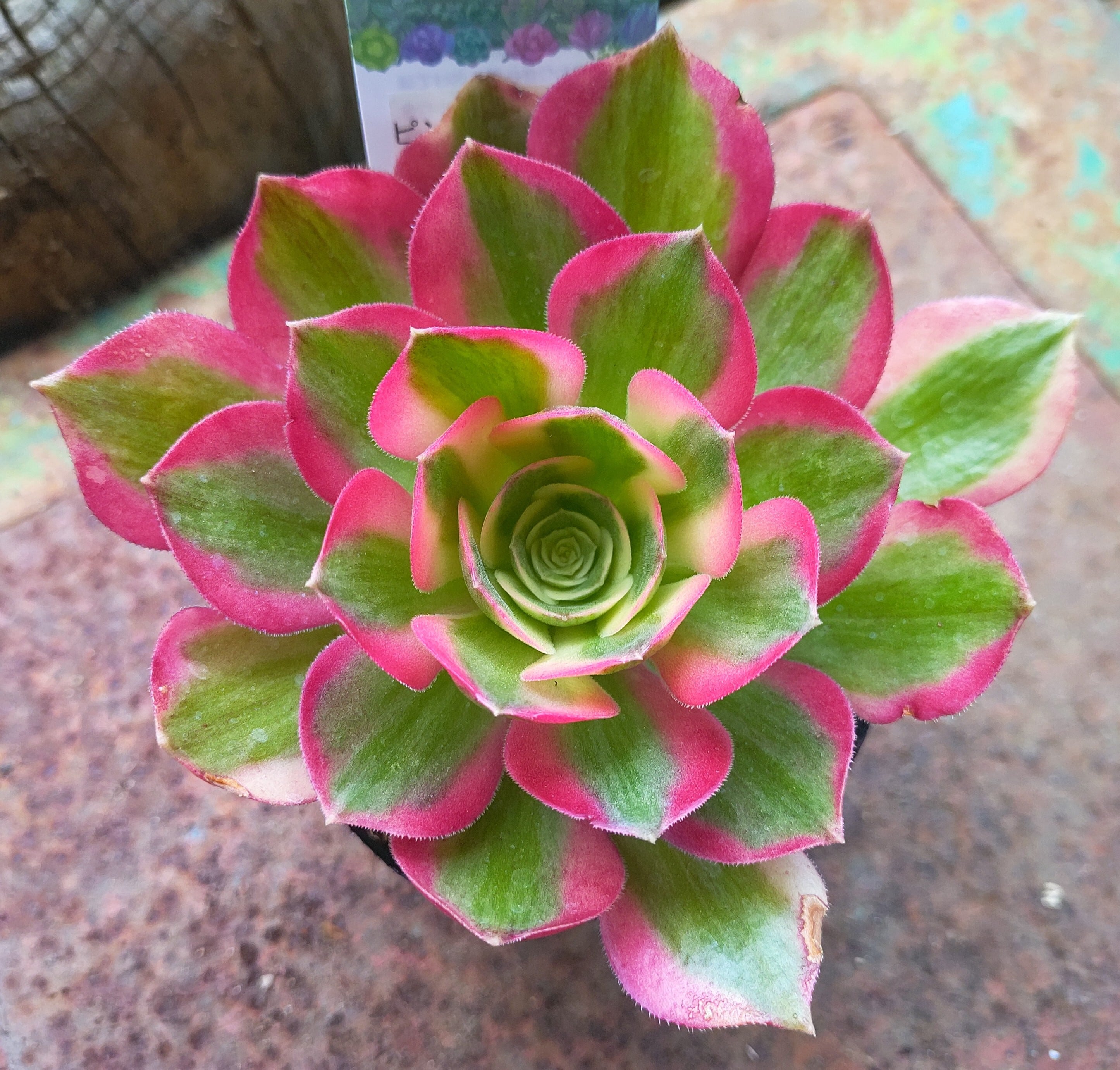 Tピンクレディ錦(アエオニウム) | RuPo 多肉植物専門店