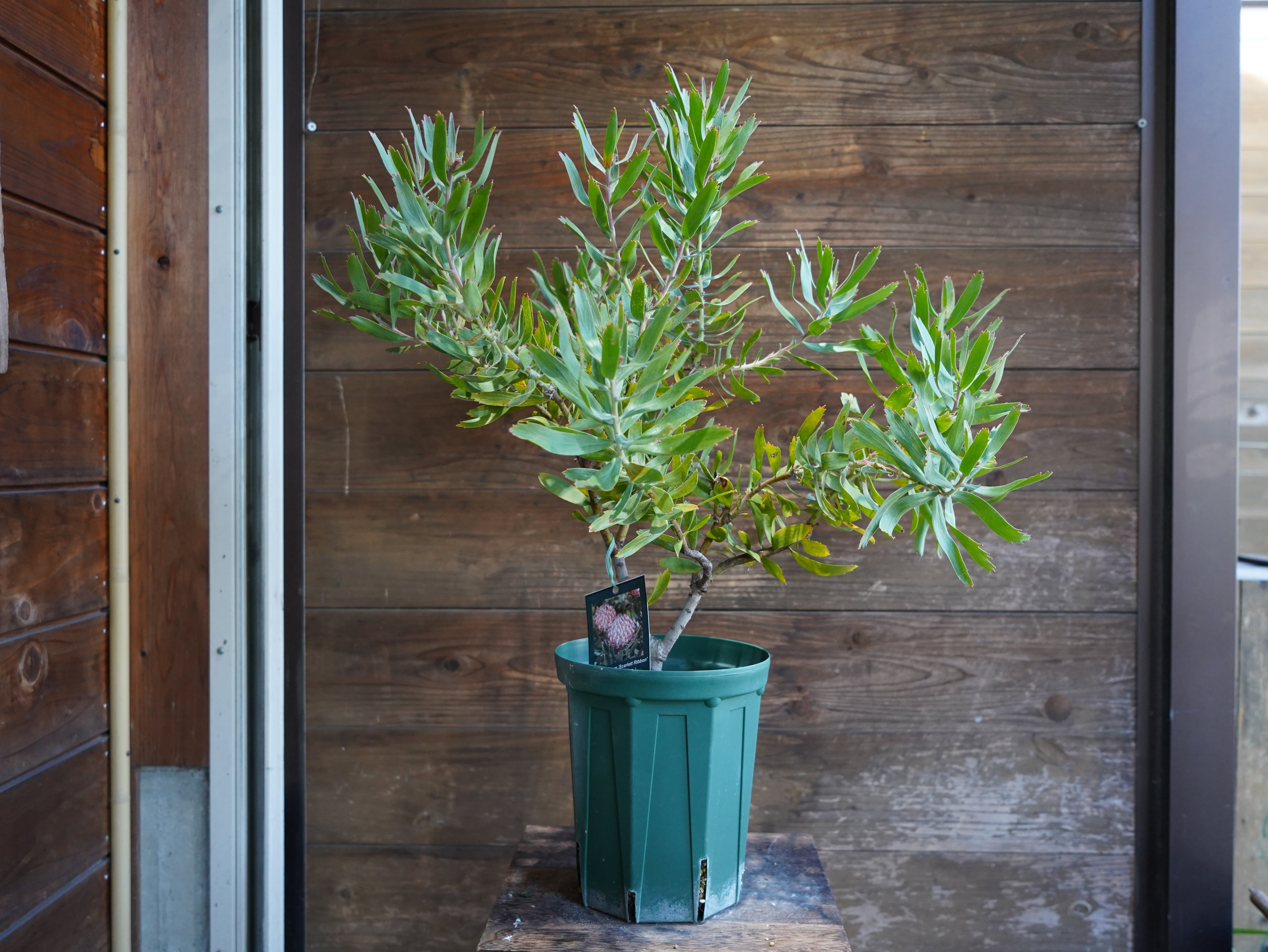 【現物】リューコスペルマム "スカーレットリボン"　