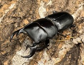 【WD】《ドルクス メンシウス 39mm ペア》