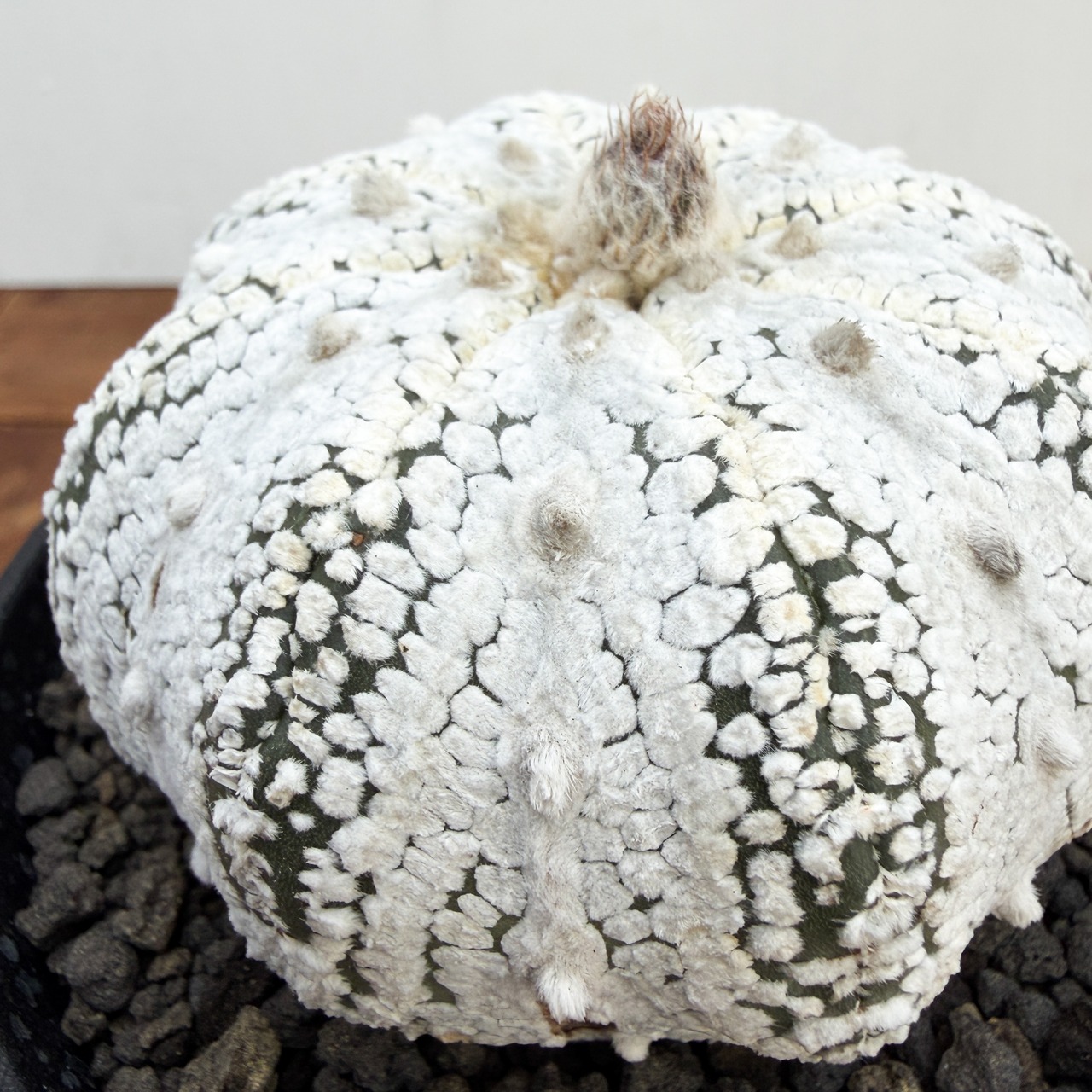 Astrophytum asterias ‘Super Kabuto’ 【アストロフィツム・スーパー兜】