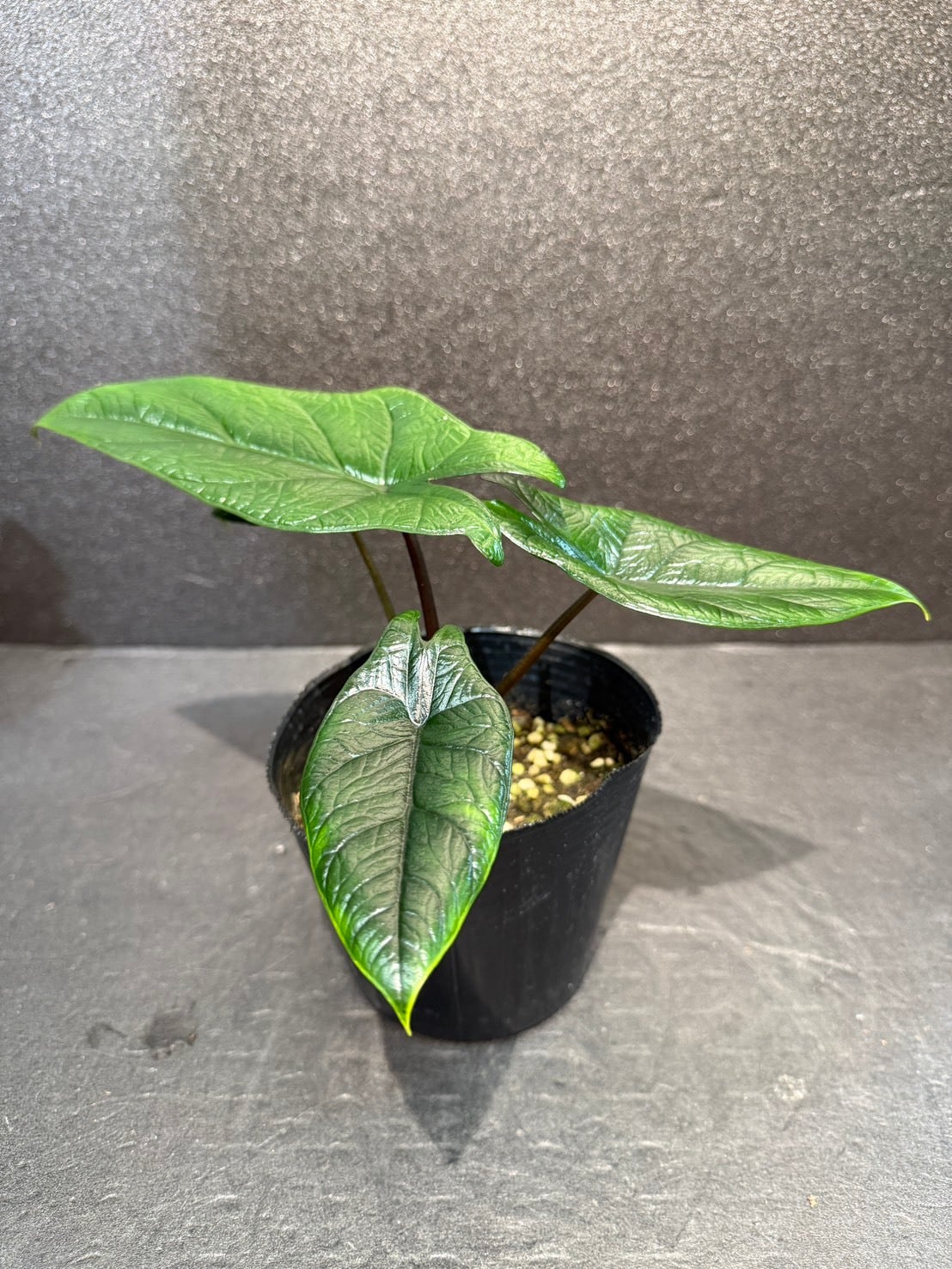 アロカシア・スカルプラム 4号 | 観葉植物と雑貨のお店 VIVAGREEN